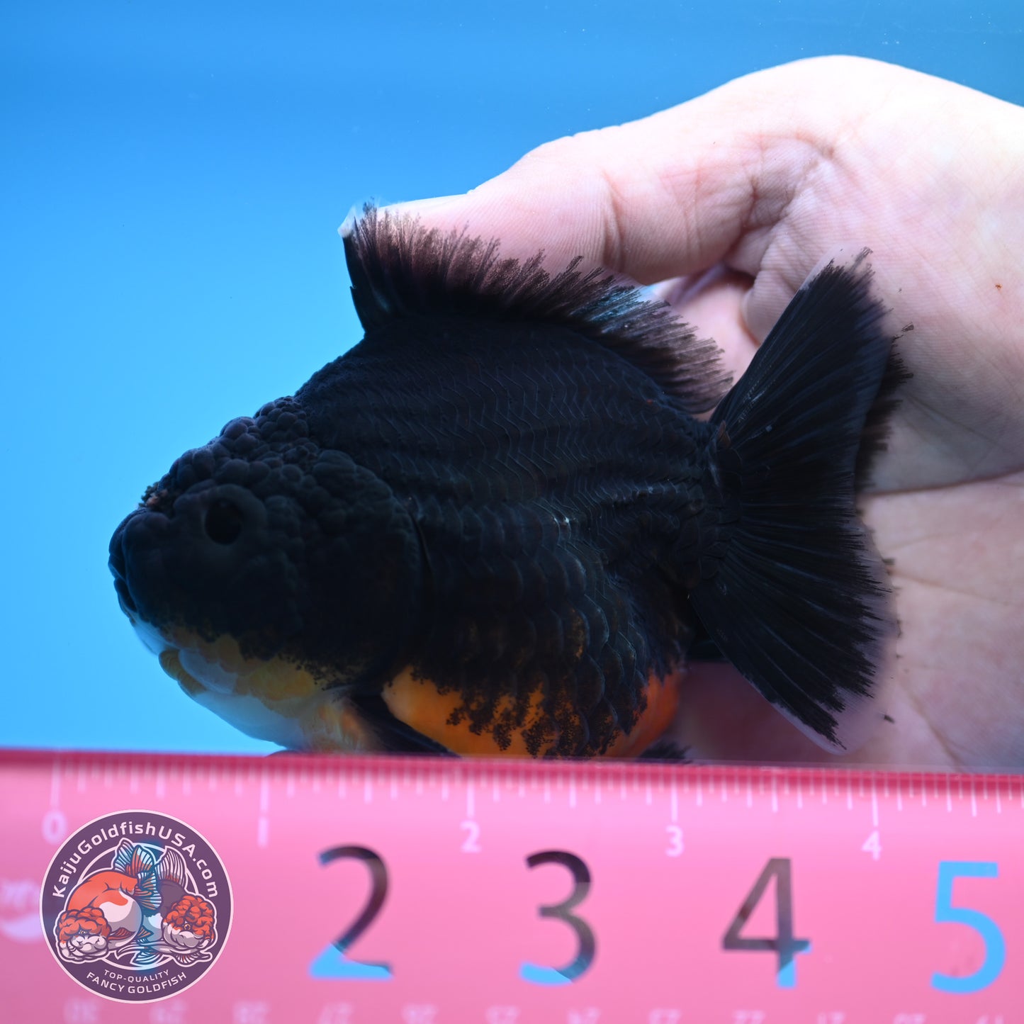 Shogun Kirin Oranda 3.5 inch Body (250815_OR09)