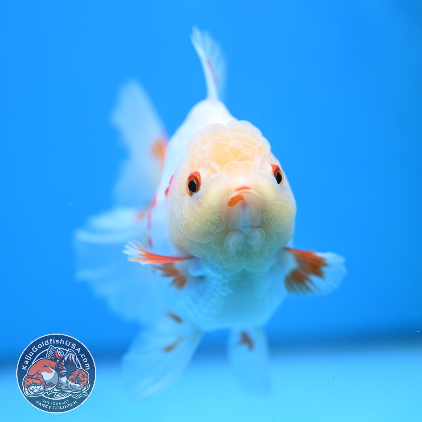 Red White Orchid Tail Oranda 3.5 inch Body (250613_OR09)