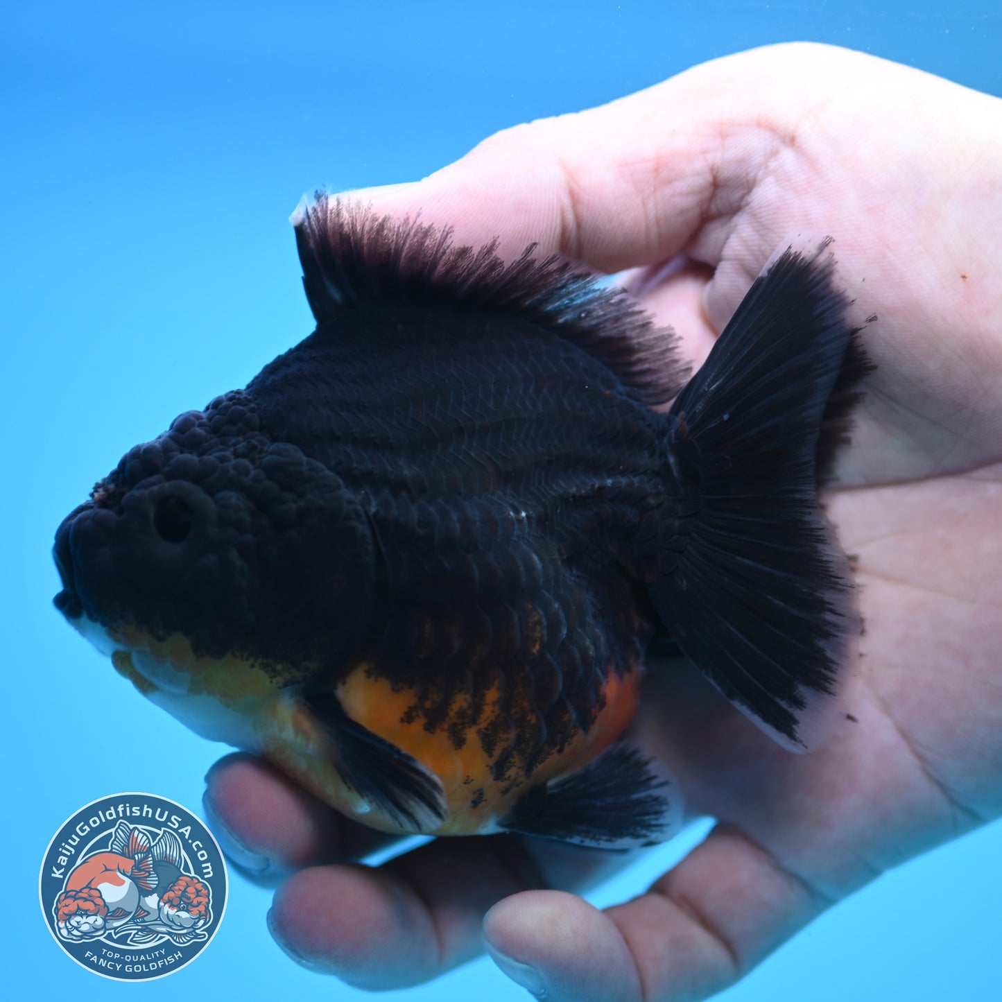 Shogun Kirin Oranda 3.5 inch Body (250815_OR09)