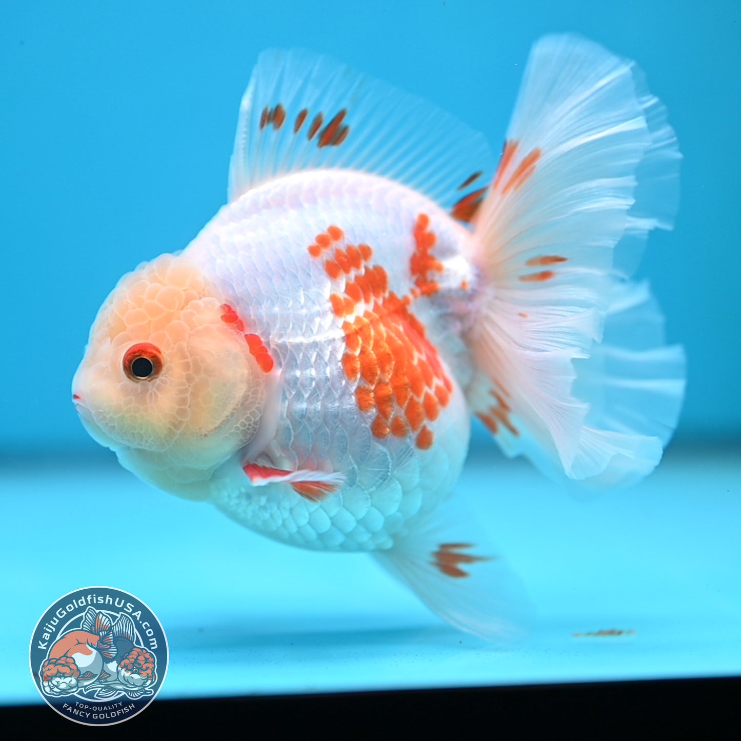 Red White Orchid Tail Oranda 3.5 inch Body (250613_OR09)