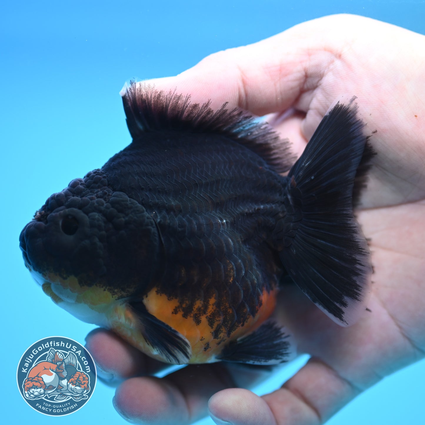 Shogun Kirin Oranda 3.5 inch Body (250815_OR09)