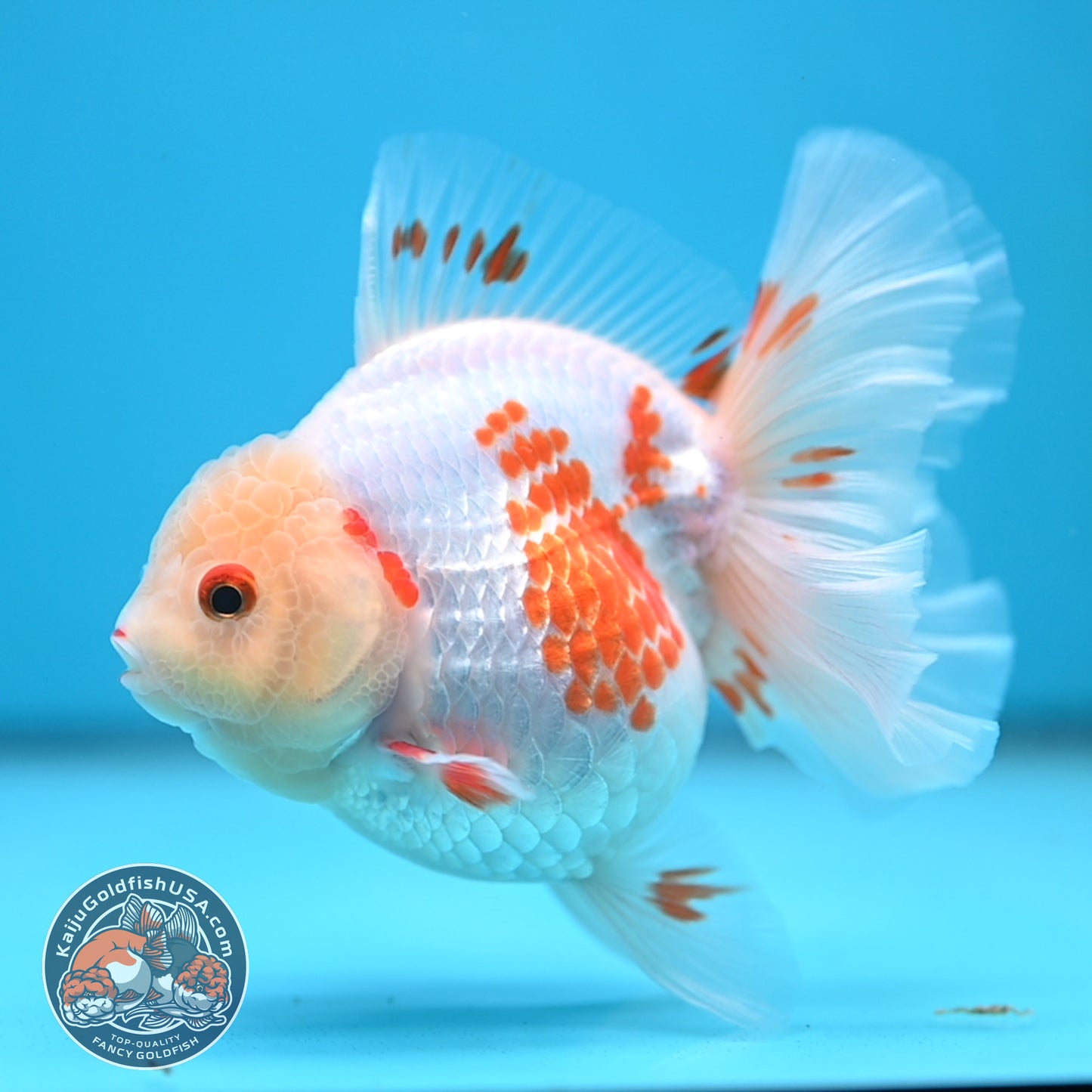 Red White Orchid Tail Oranda 3.5 inch Body (250613_OR09)
