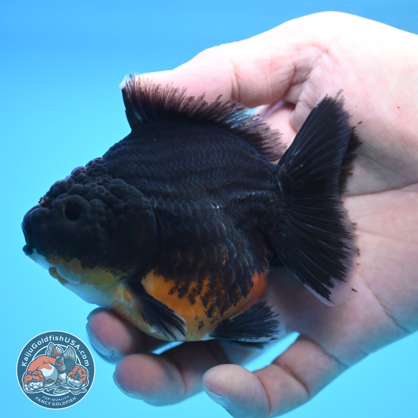 Shogun Kirin Oranda 3.5 inch Body (250815_OR09)