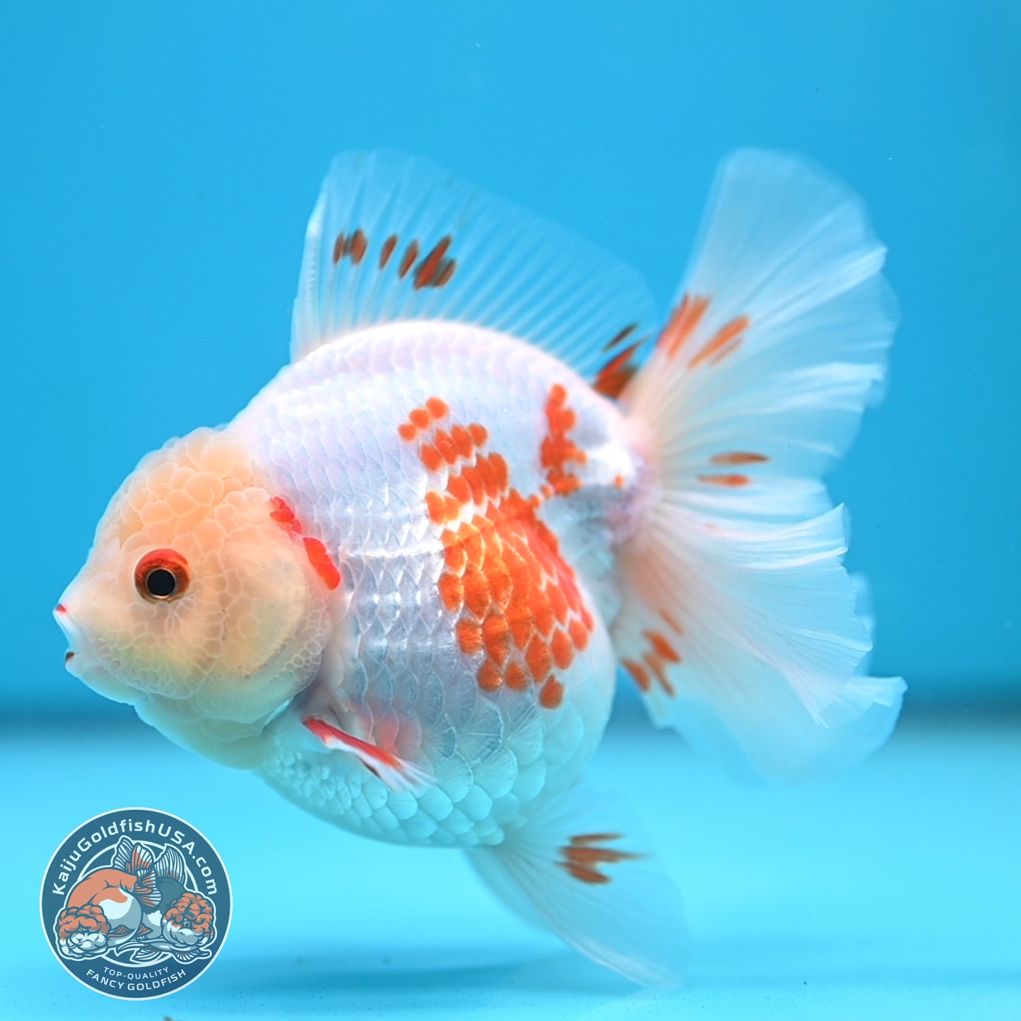 Red White Orchid Tail Oranda 3.5 inch Body (250613_OR09)