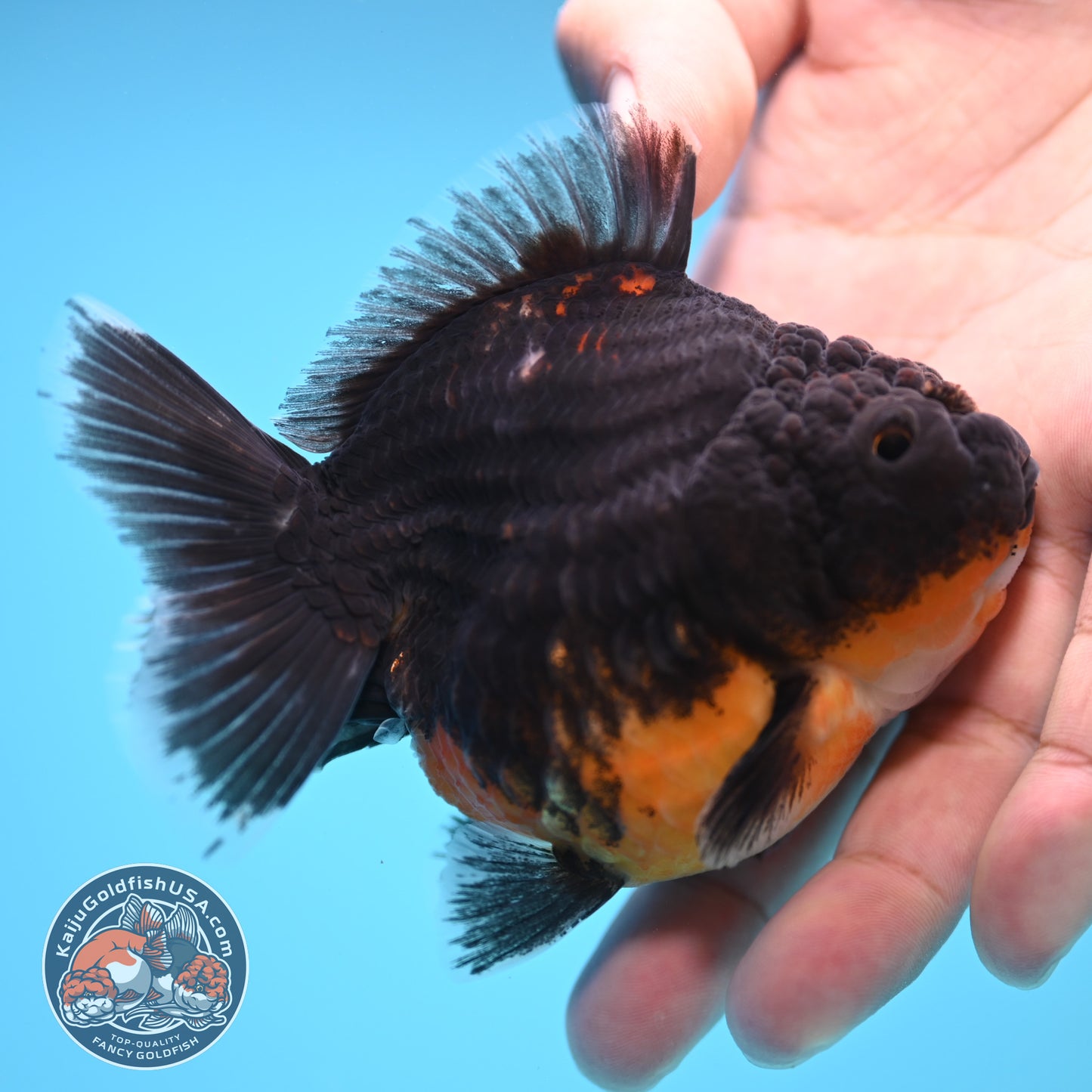Shogun Kirin Oranda 3.5 inch Body (250815_OR09)
