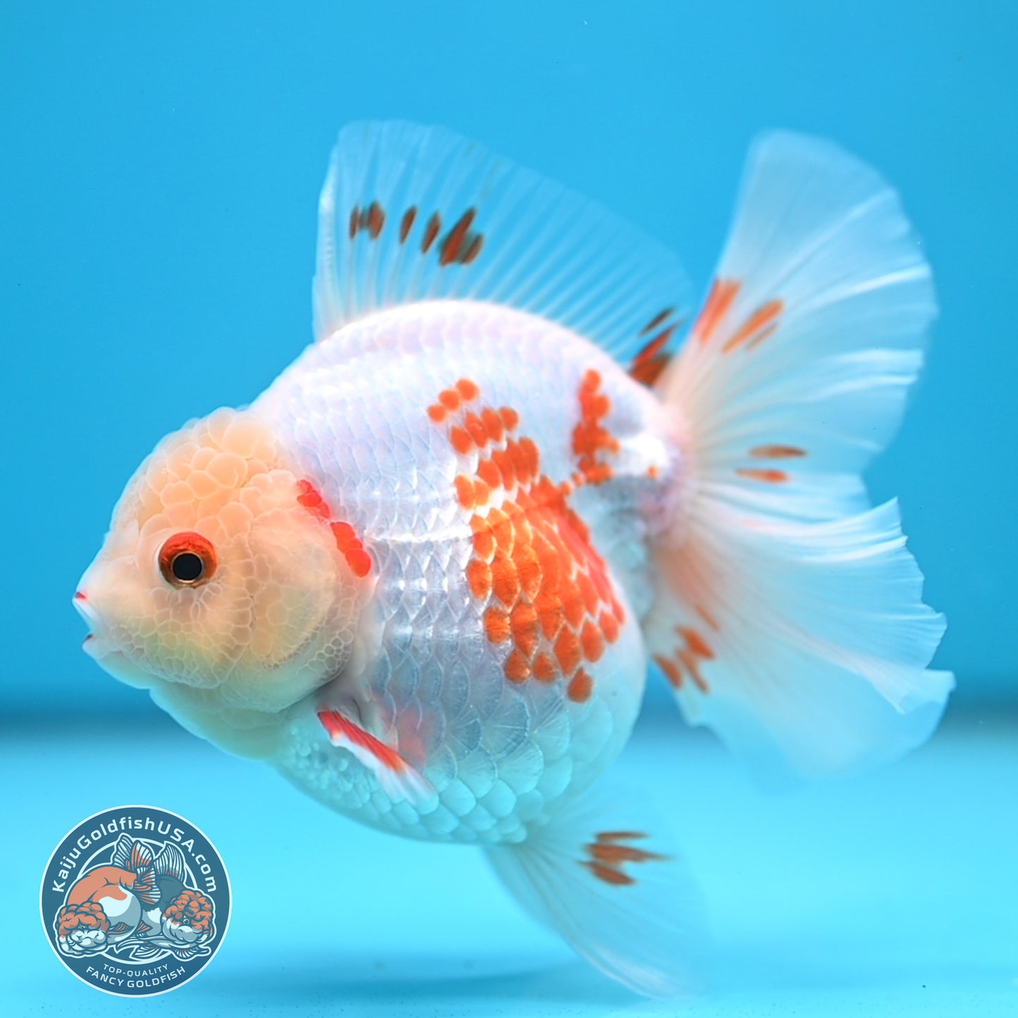Red White Orchid Tail Oranda 3.5 inch Body (250613_OR09)