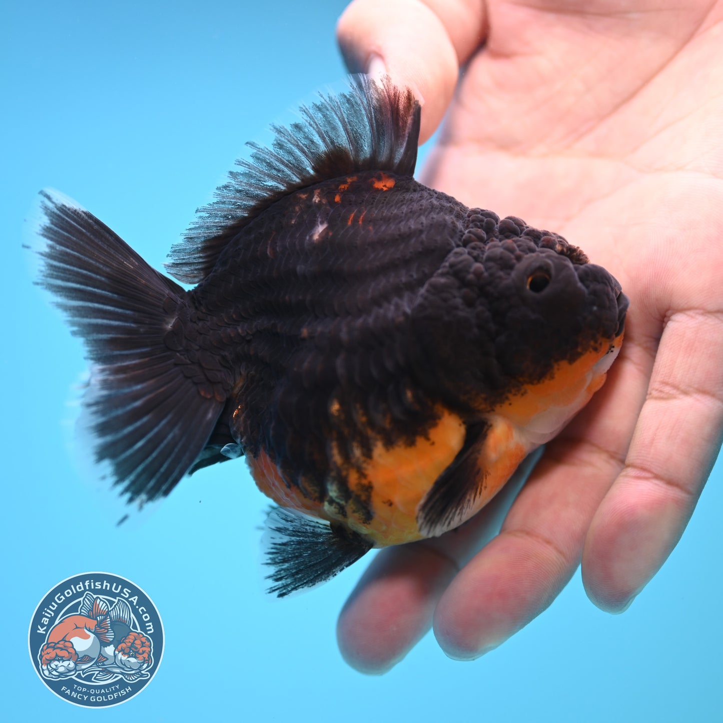 Shogun Kirin Oranda 3.5 inch Body (250815_OR09)