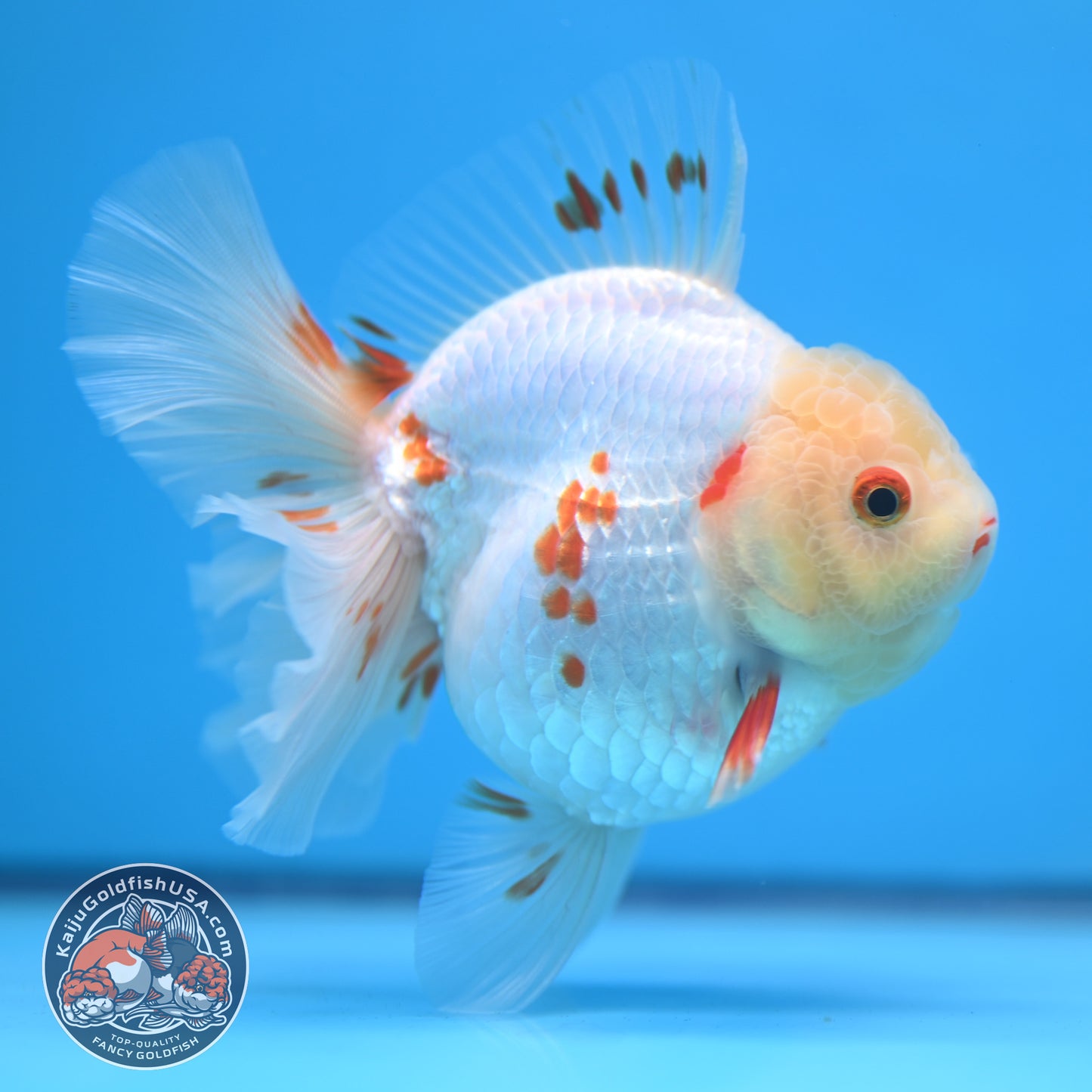 Red White Orchid Tail Oranda 3.5 inch Body (250613_OR09)