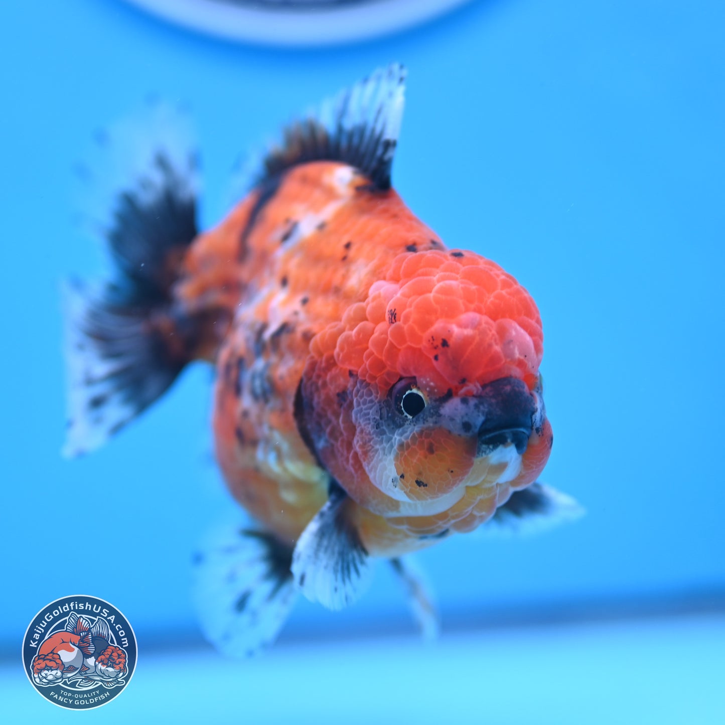 Shogun Tiger Oranda 4 inches Body - Male (250207_OR09)