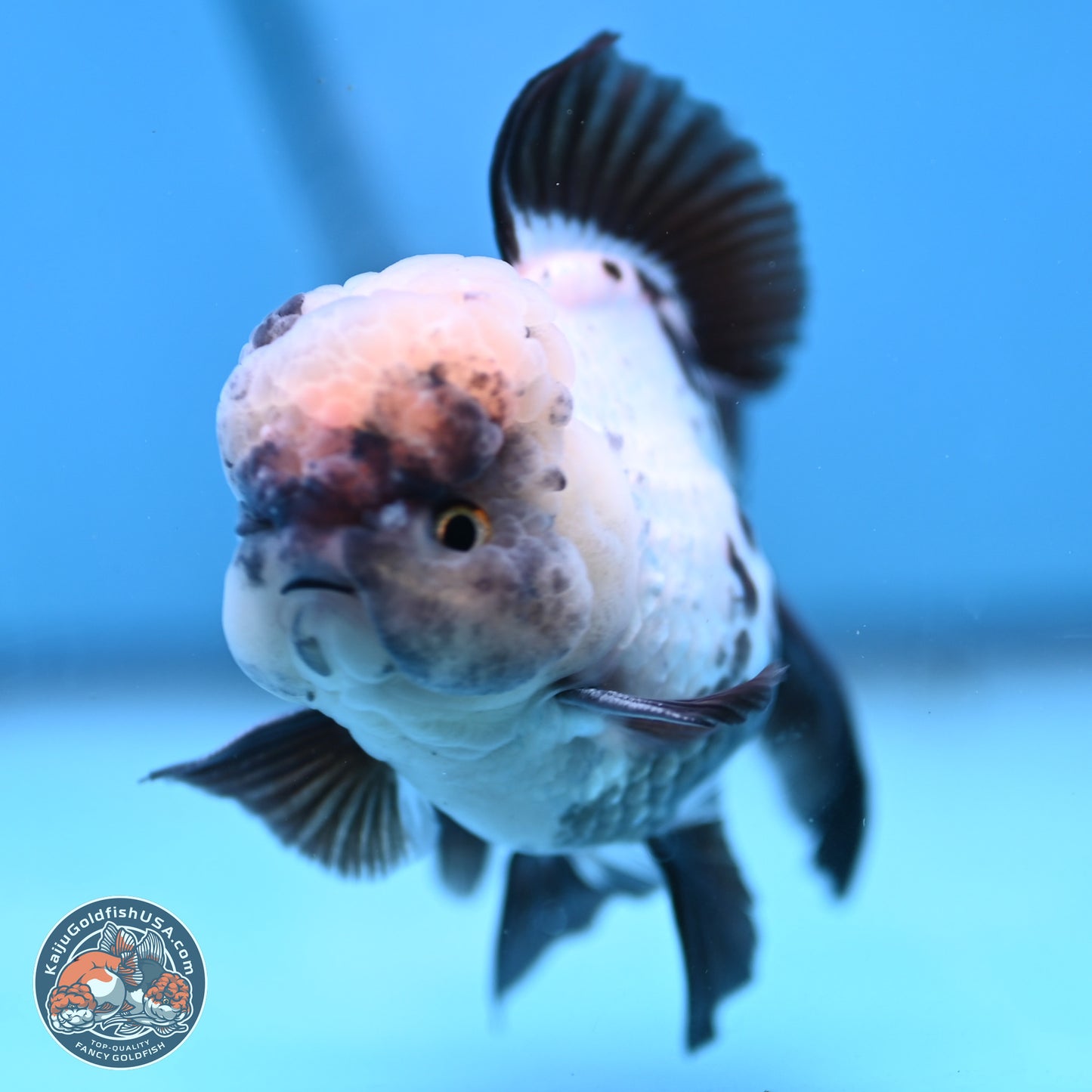 Panda Rose Tail Oranda 4.5 inches - Male (241206_OR09) - Kaiju Goldfish USA