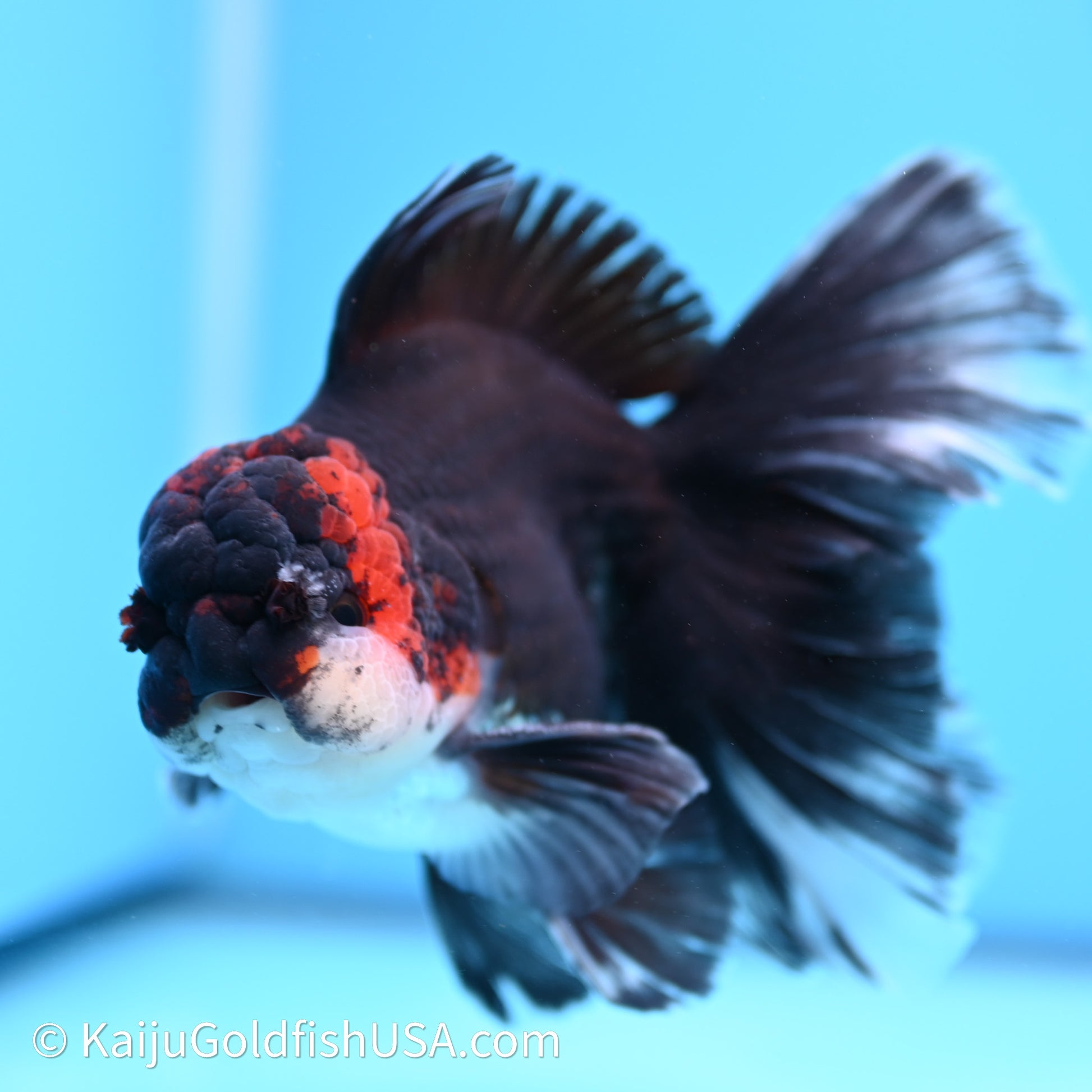 Tricolor Butterfly Tail Oranda 4in Body (240621_OR09) - Kaiju Goldfish USA