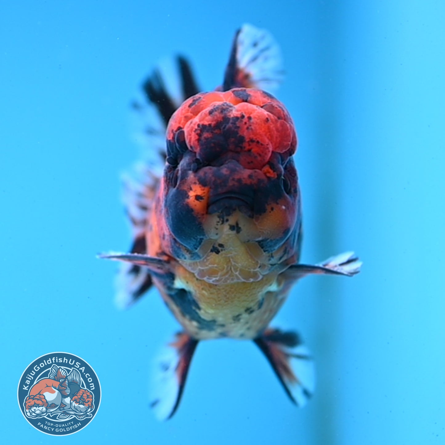 Shogun Tiger Oranda 4 inches Body - Male (250418_OR09)