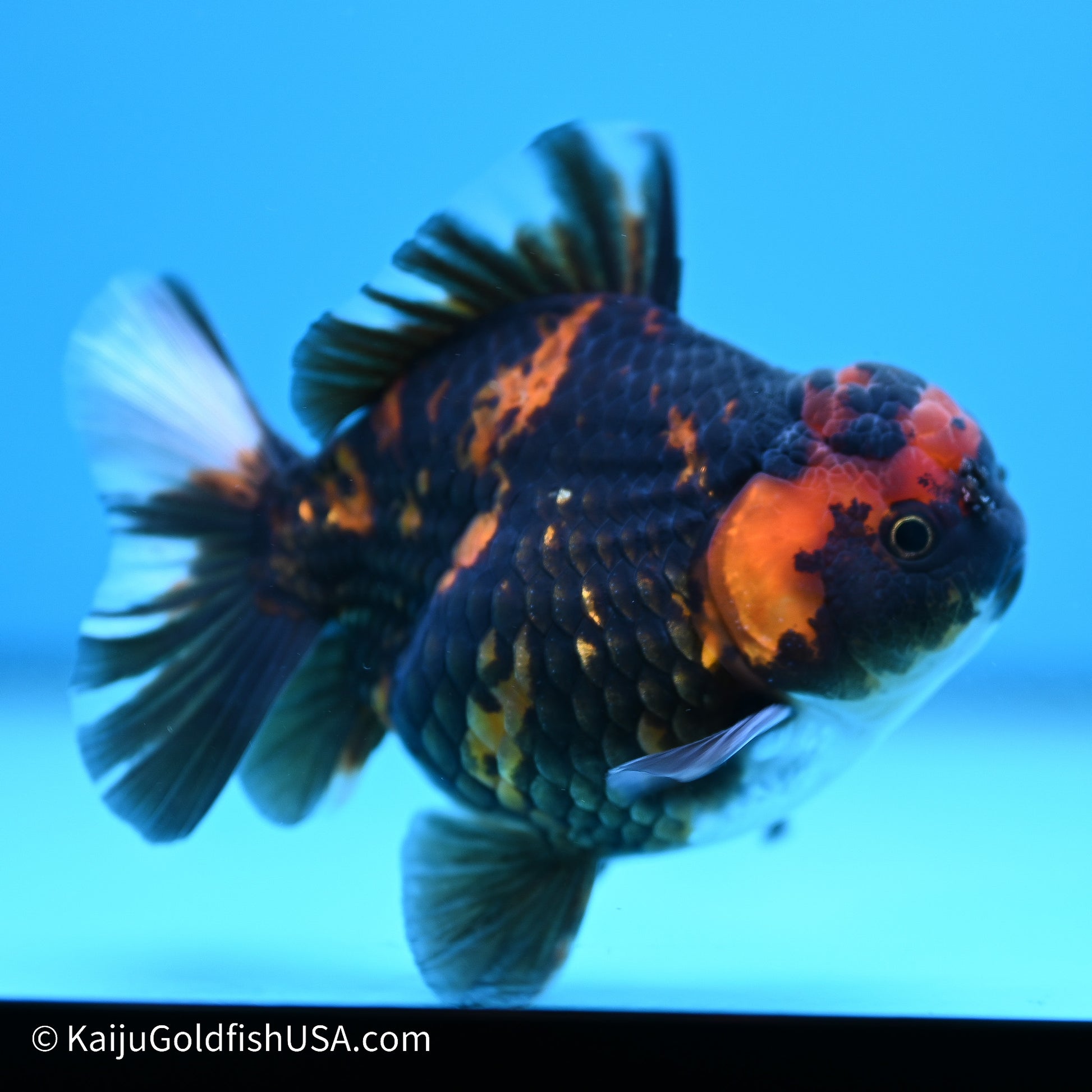 Heavy Ink Tiger YuanBao Oranda 3.5in Body (240524_OR09) - Kaiju Goldfish USA