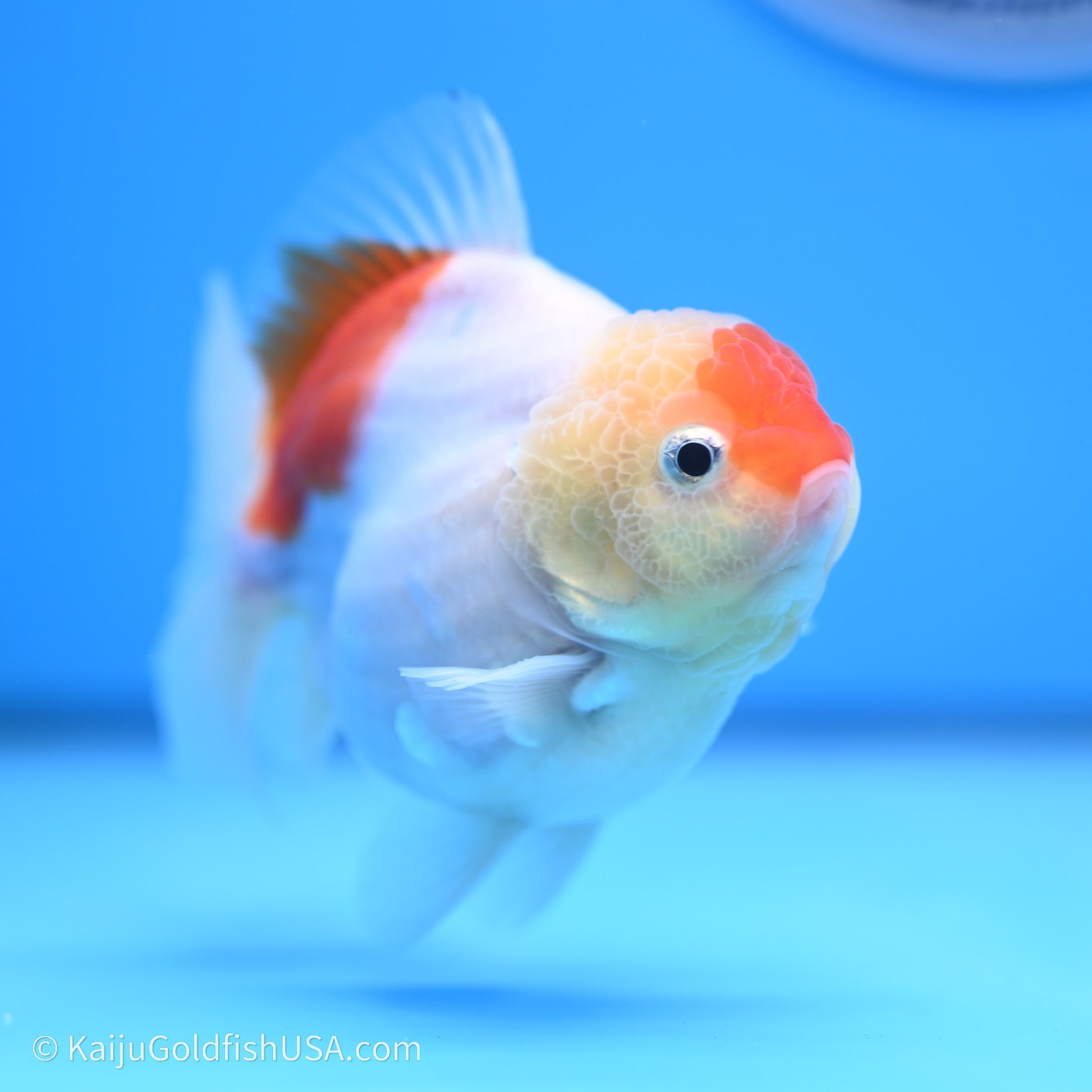 Shogun Godzilla Broad Tail Sakura Oranda 3.5in Body (240719_OR09) - Kaiju Goldfish USA