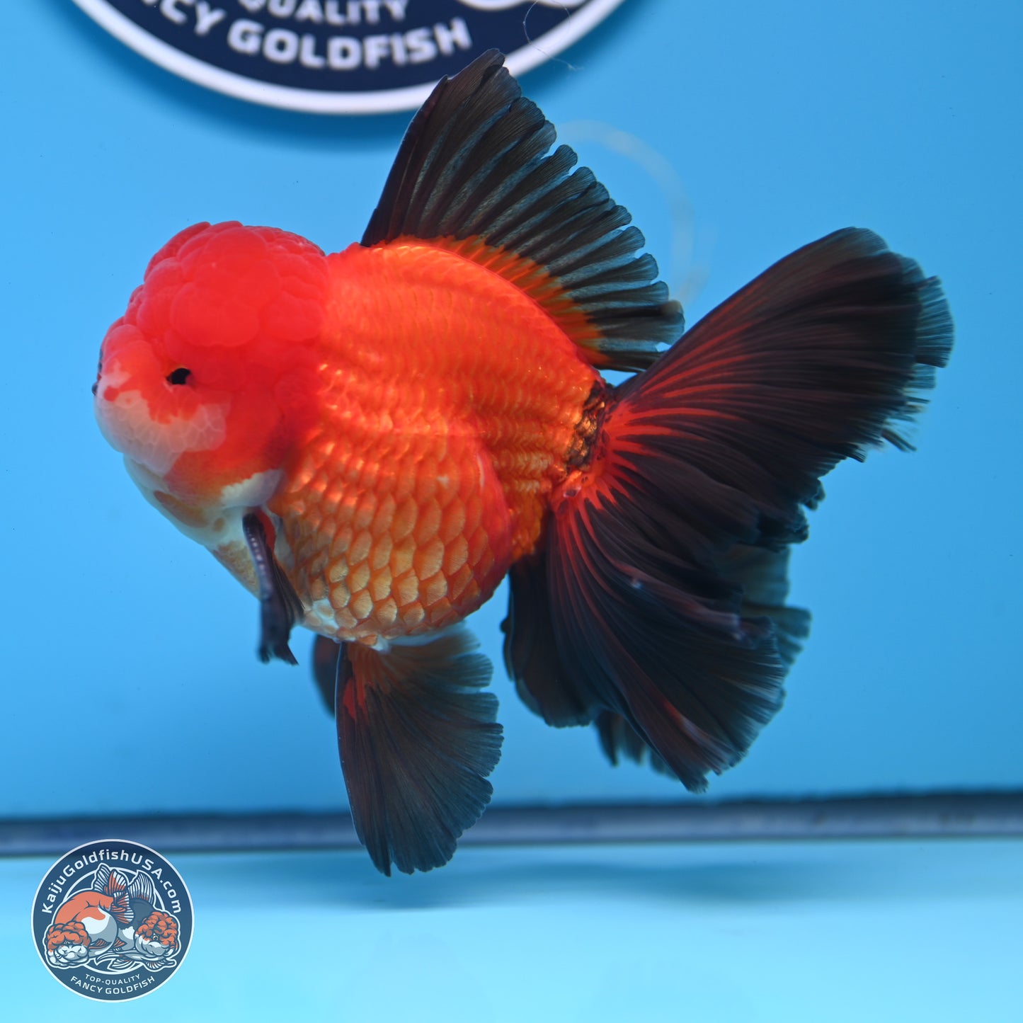 Ranchu inch Body (250812_RC02)