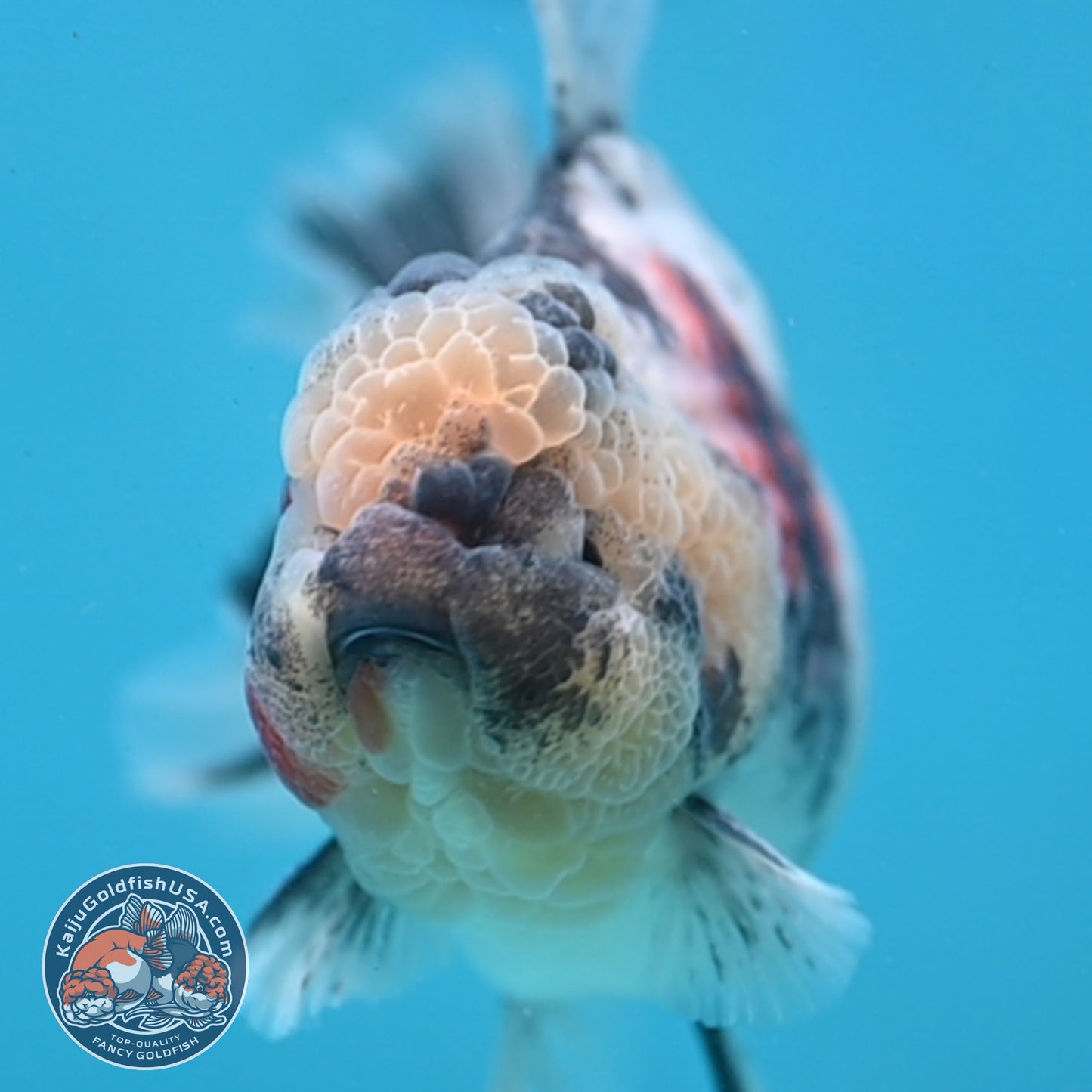 Tricolor Rose Tail Oranda 4 inch Body (251003_OR09)