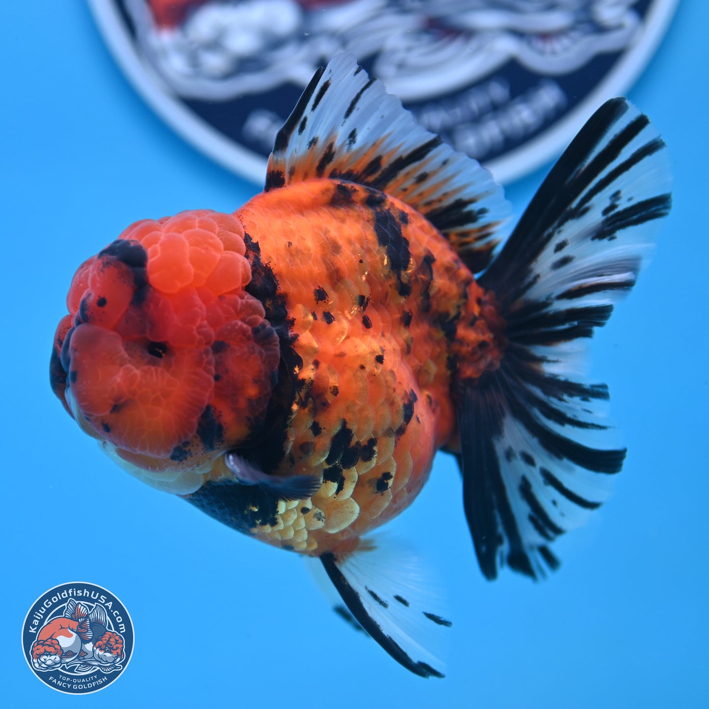 A Grade Shogun Tiger Rose Tail Oranda 4-4.5 inches (240906_OR09) - Kaiju Goldfish USA