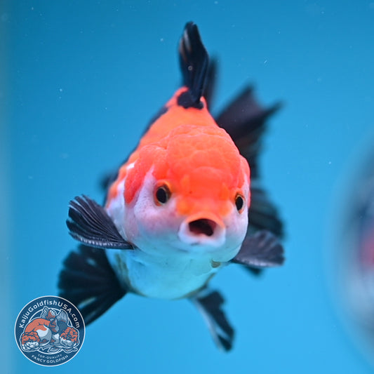Tricolor Oranda 3 inches Body (250606_OR09)