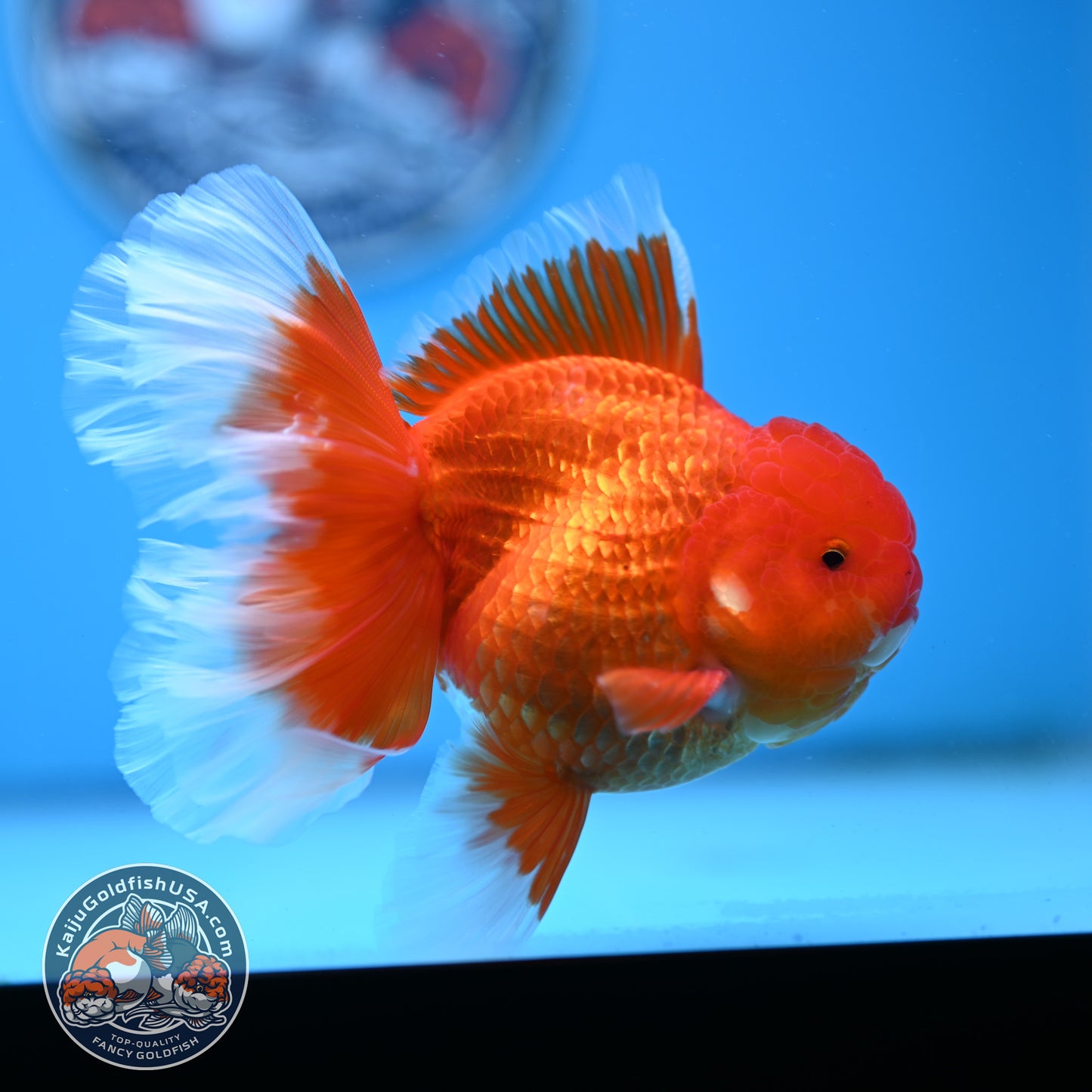 Red White Rose Tail Oranda 3.75 inches Body (250509_OR09)