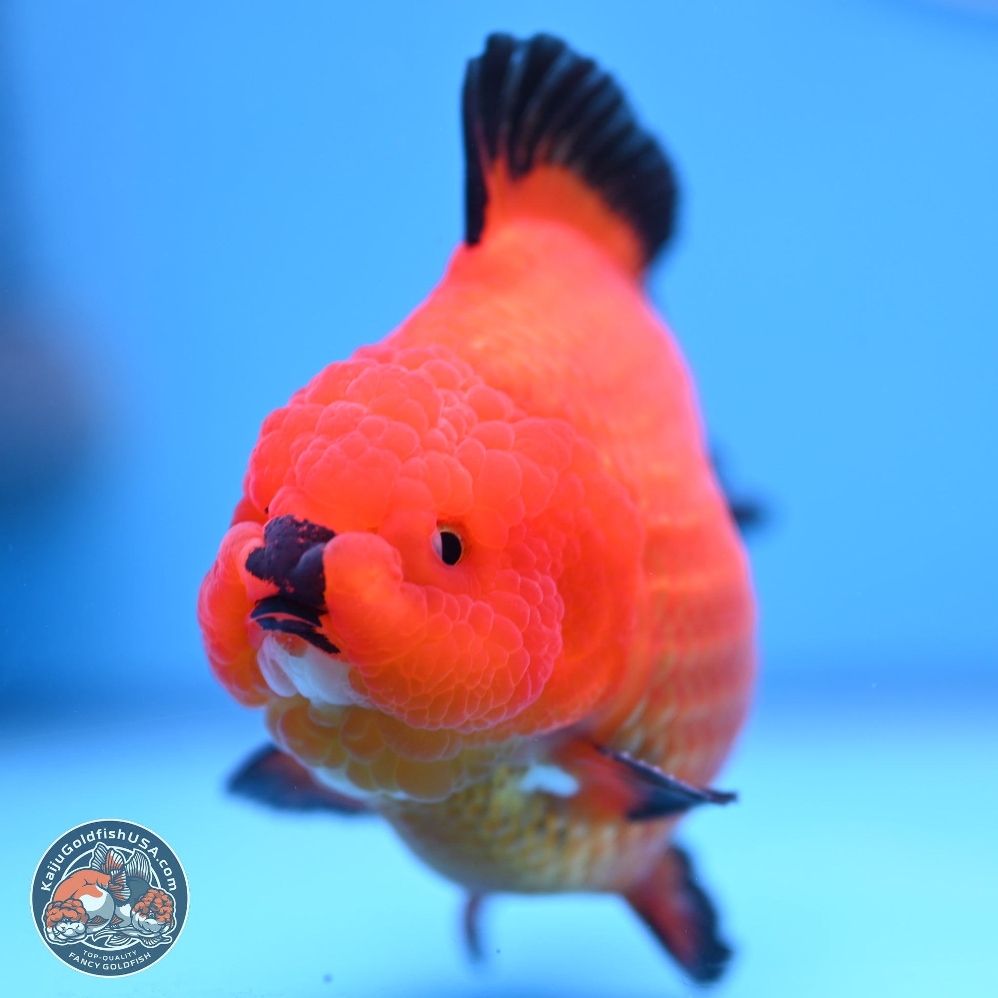 Apache YuanBao Oranda 4 inches Body - Male (241227_OR09) - Kaiju Goldfish USA