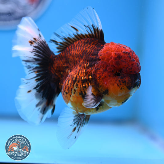 Red Kirin Rose Tail Oranda 3.75 inches Body - Female (250314_OR09)