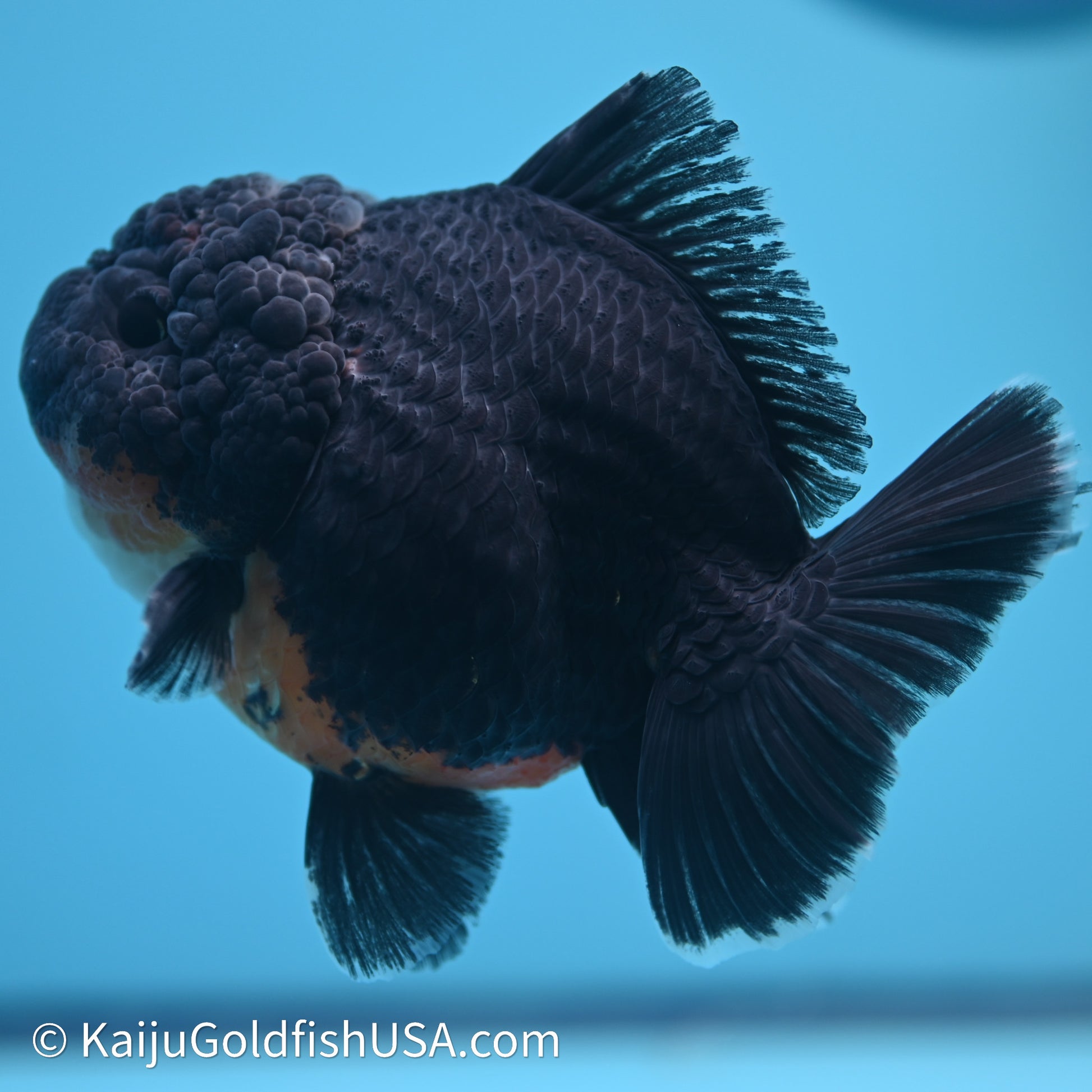 Shogun Godzilla Kirin Oranda 3.75in Body (240614_OR09) - Kaiju Goldfish USA