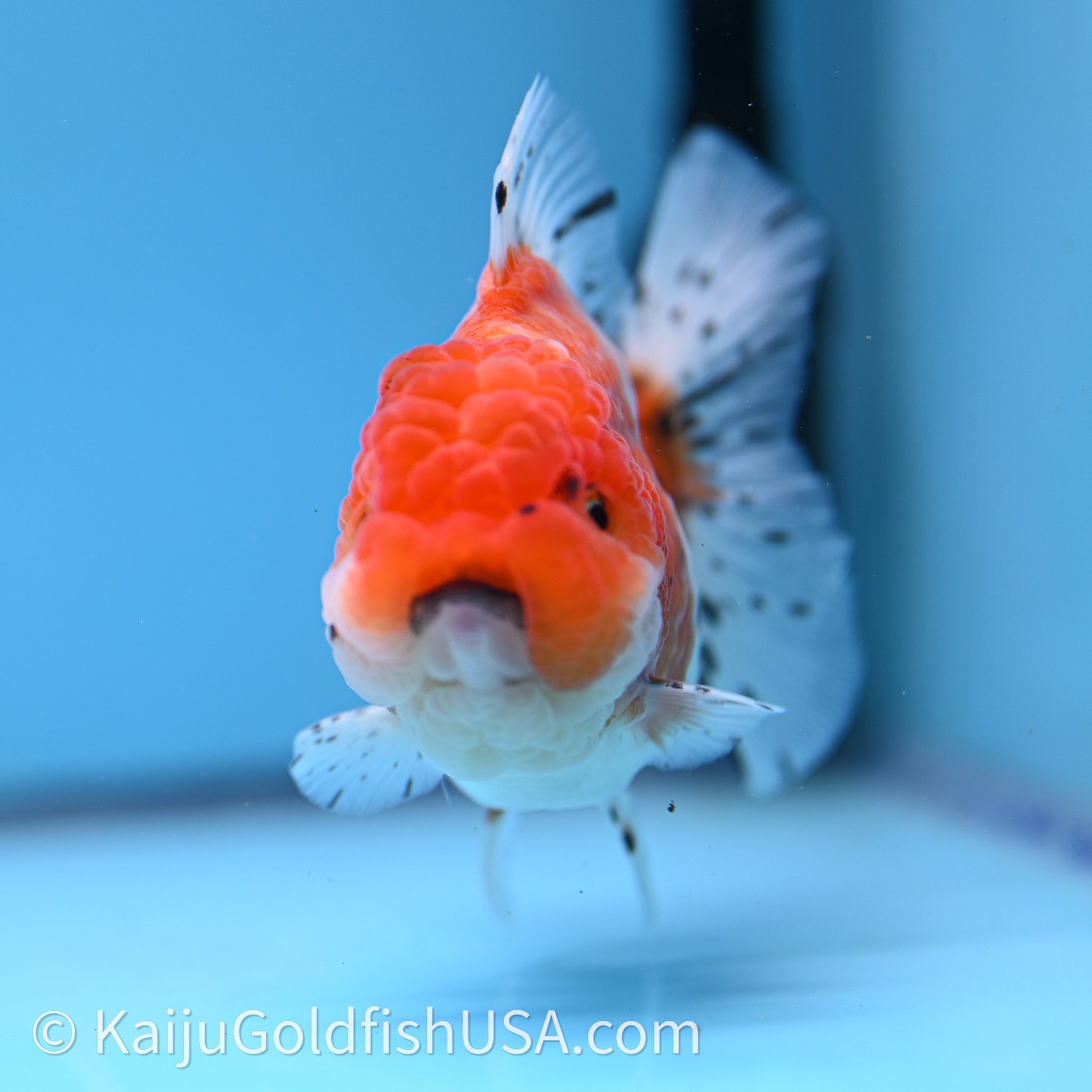 Shogun Godzilla Tricolor Sakura Oranda 3.25in Body (240726_OR09) - Kaiju Goldfish USA