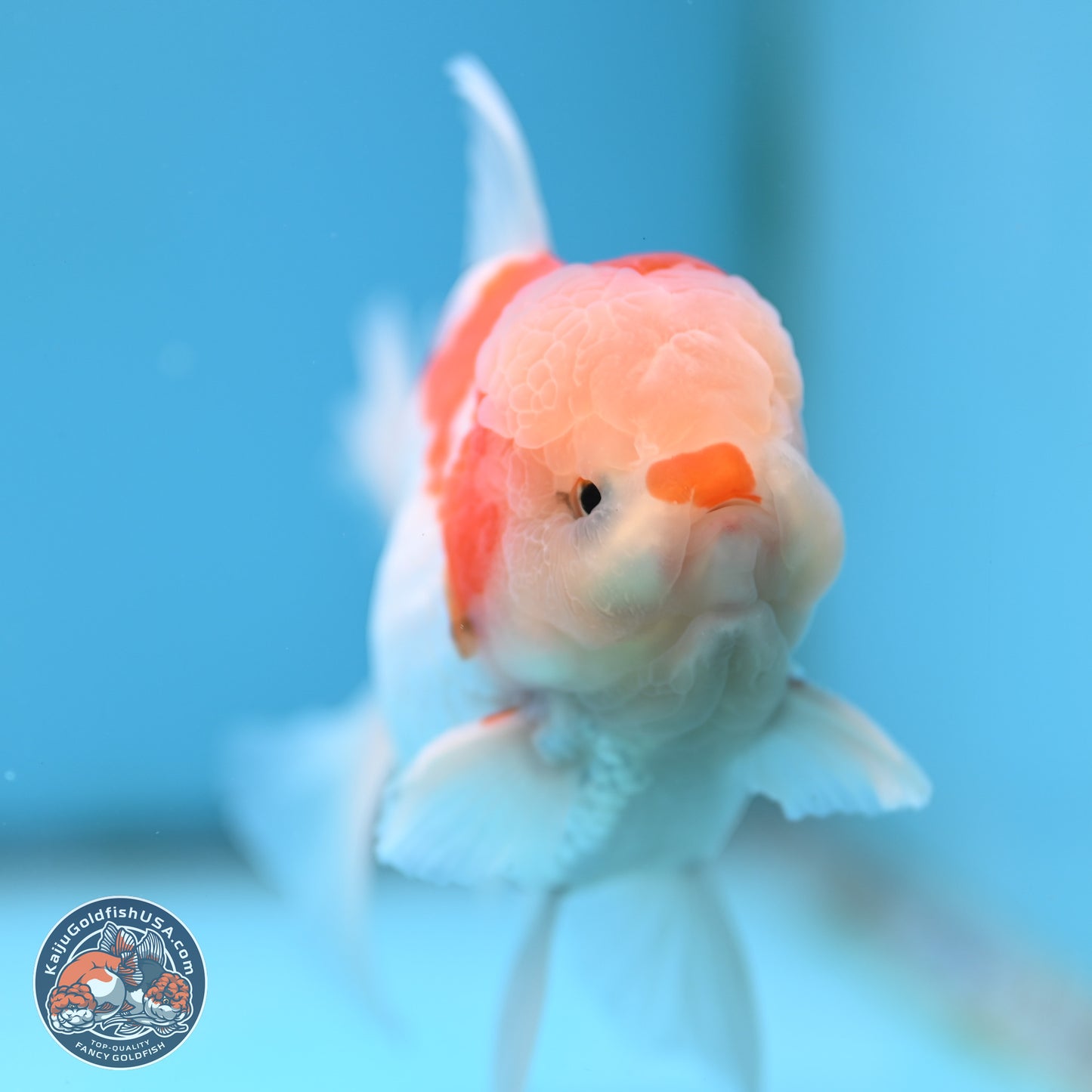 Red White Rose Tail Oranda 4 inches Body - Male (250404_OR09)