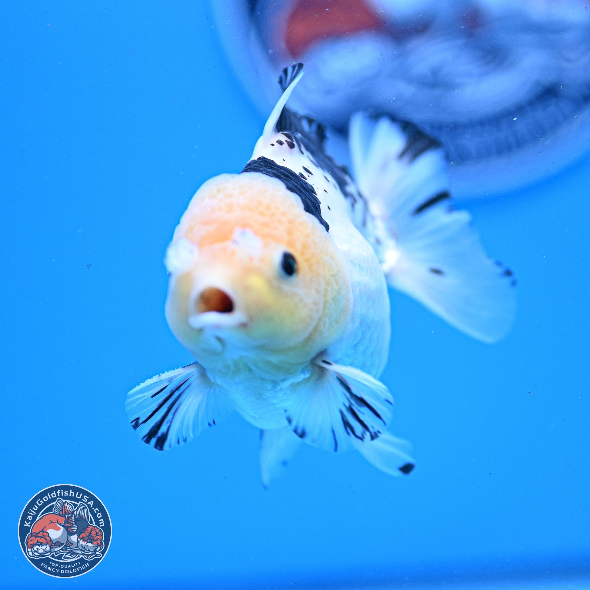 Panda YuanBao Oranda 3.25in Body (240830_OR09) - Kaiju Goldfish USA