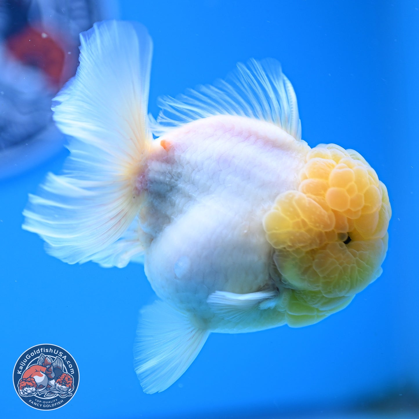 Lemon Head Sakura Rose Tail Oranda 3.5 inches Body - Male (250214_OR09)