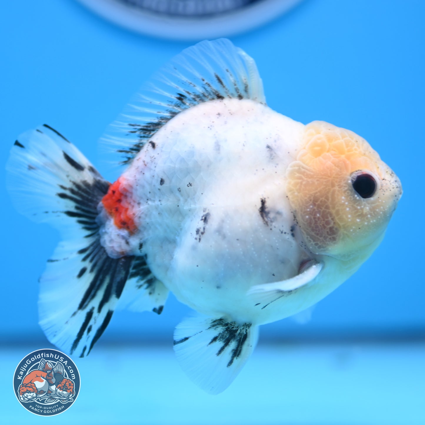 Calico YuanBao Oranda 4.5 inches - Male (241129_OR09) - Kaiju Goldfish USA