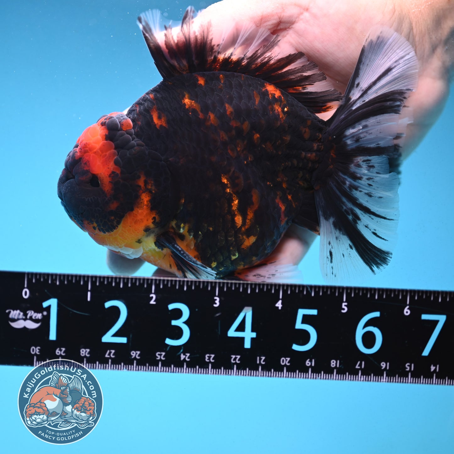 Heavy Ink Tiger Oranda 4.5 inch Body (250912_OR09)