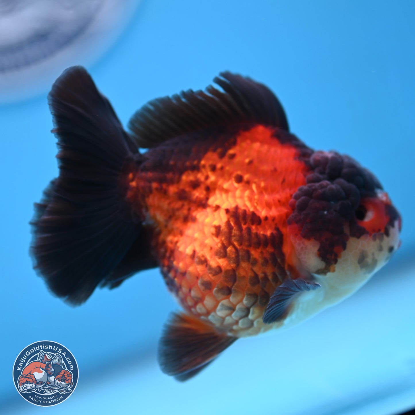 Apache YuanBao Oranda 3.25 inches Body - Male (250103_OR09) - Kaiju Goldfish USA