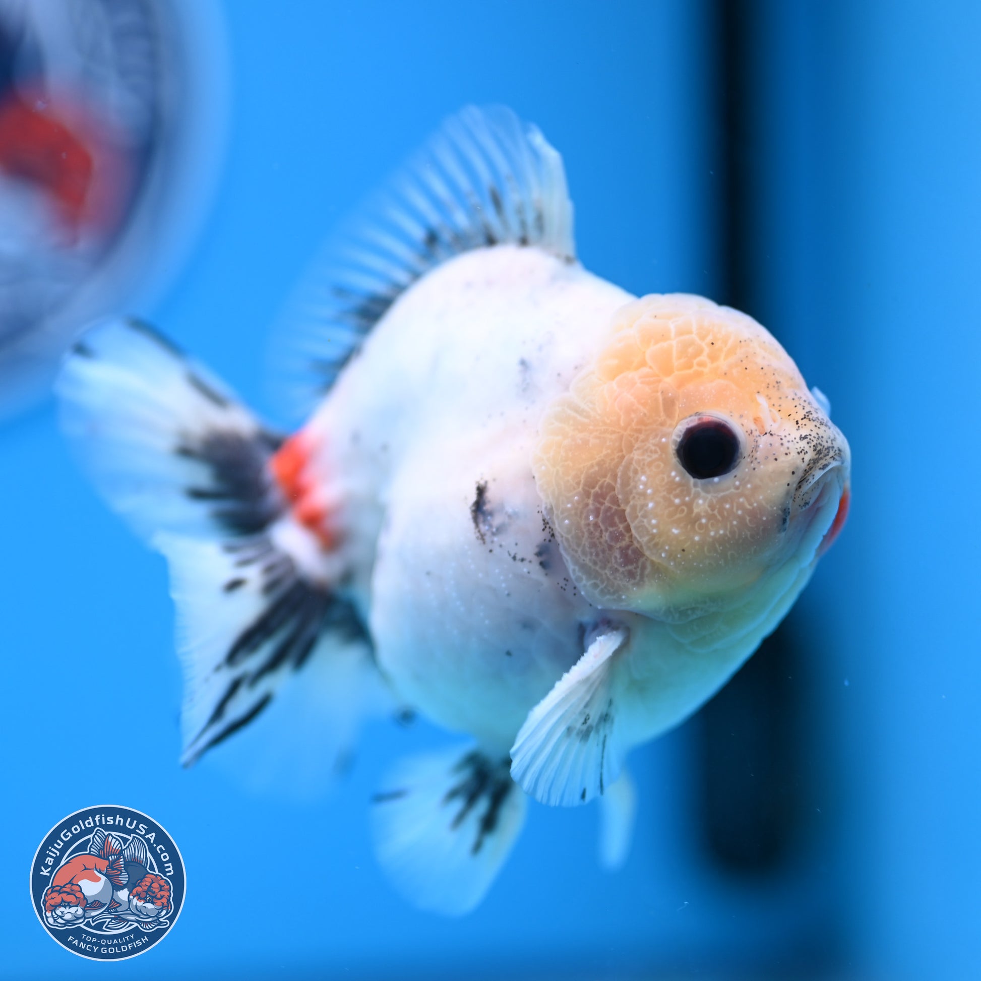 Calico YuanBao Oranda 4.5 inches - Male (241129_OR09) - Kaiju Goldfish USA