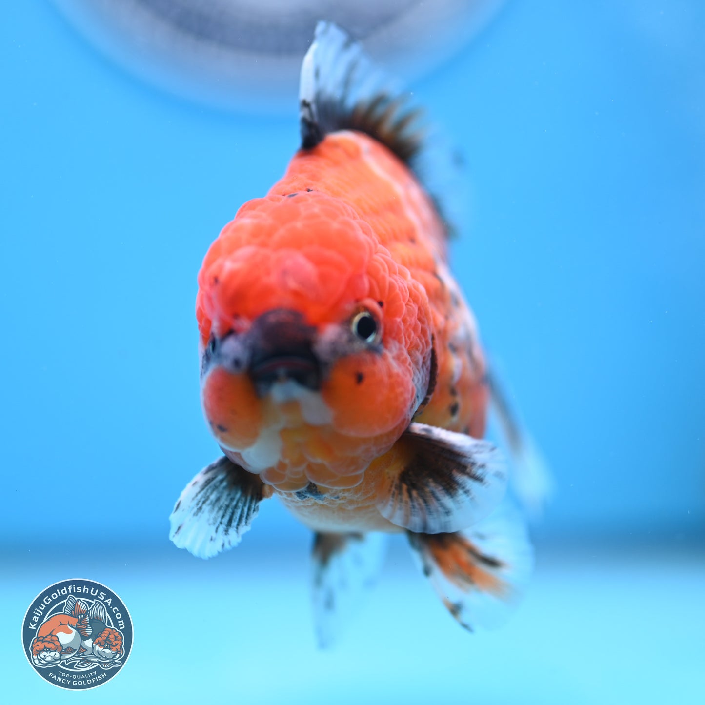 Shogun Tiger Oranda 4 inches Body - Male (250207_OR09)