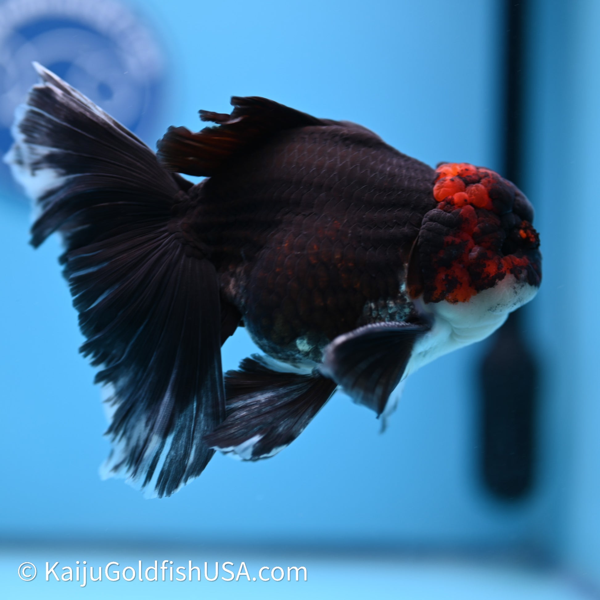 Tricolor Butterfly Tail Oranda 4in Body (240621_OR09) - Kaiju Goldfish USA