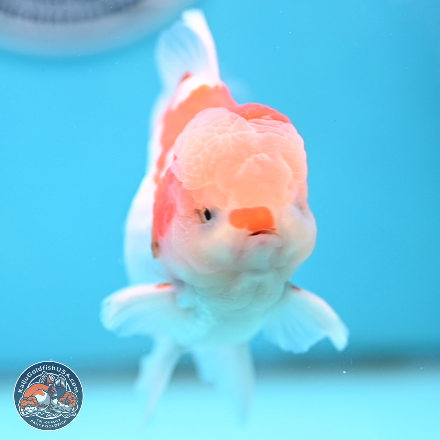 Red White Rose Tail Oranda 4 inches Body - Male (250404_OR09)