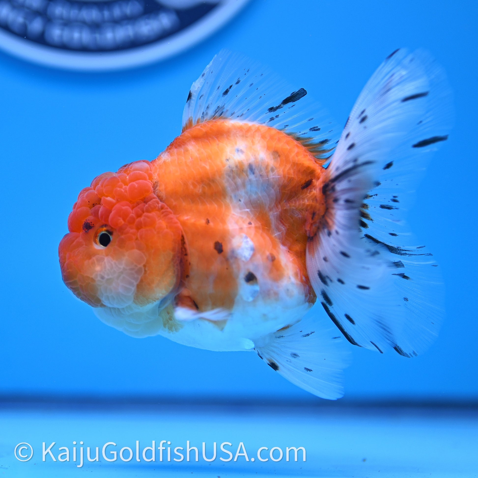 Shogun Godzilla Tricolor Sakura Oranda 3.25in Body (240726_OR09) - Kaiju Goldfish USA