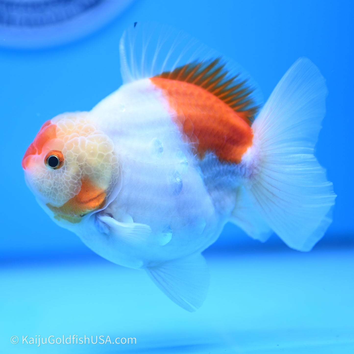 Shogun Godzilla Broad Tail Sakura Oranda 3.5in Body (240719_OR09) - Kaiju Goldfish USA