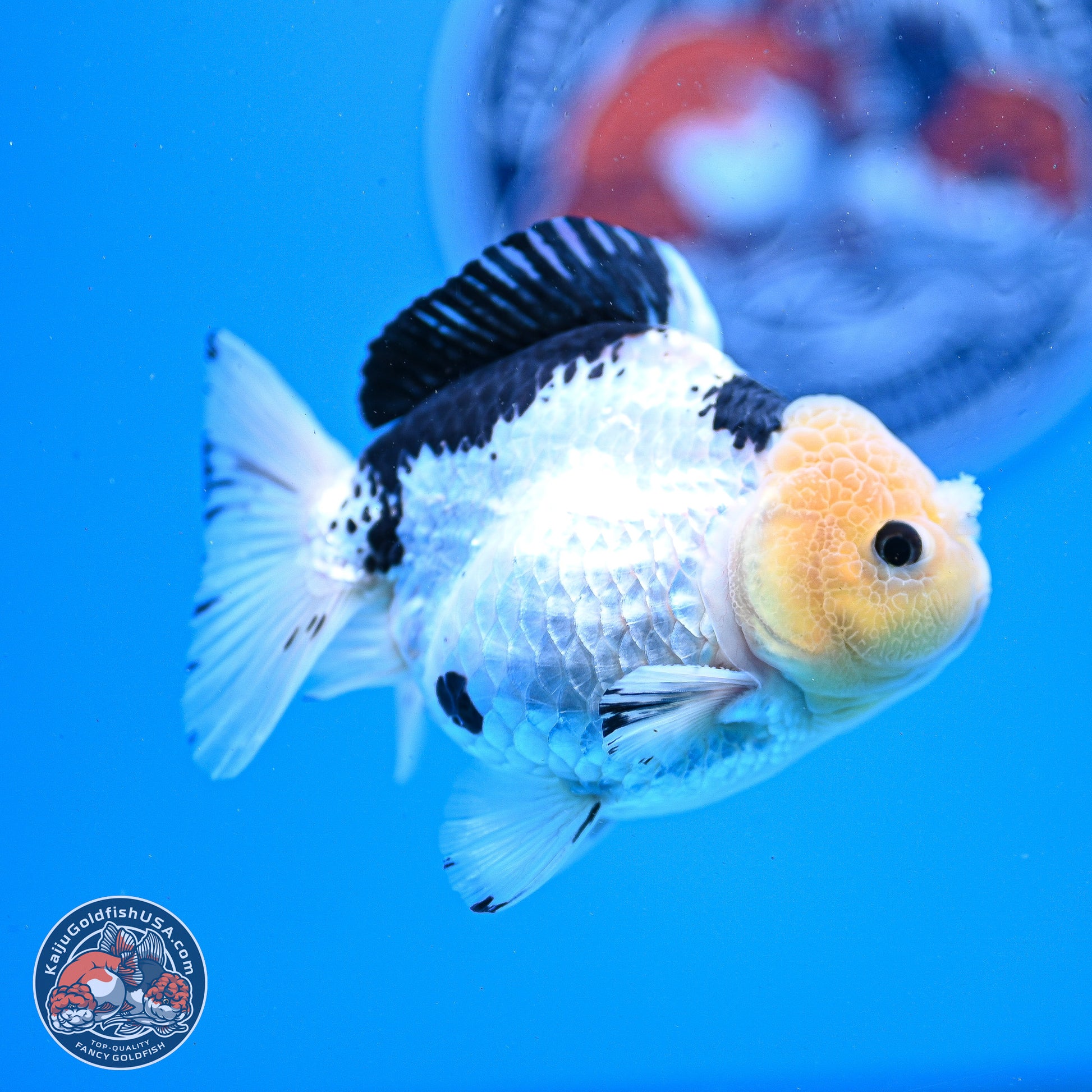 Panda YuanBao Oranda 3.25in Body (240830_OR09) - Kaiju Goldfish USA