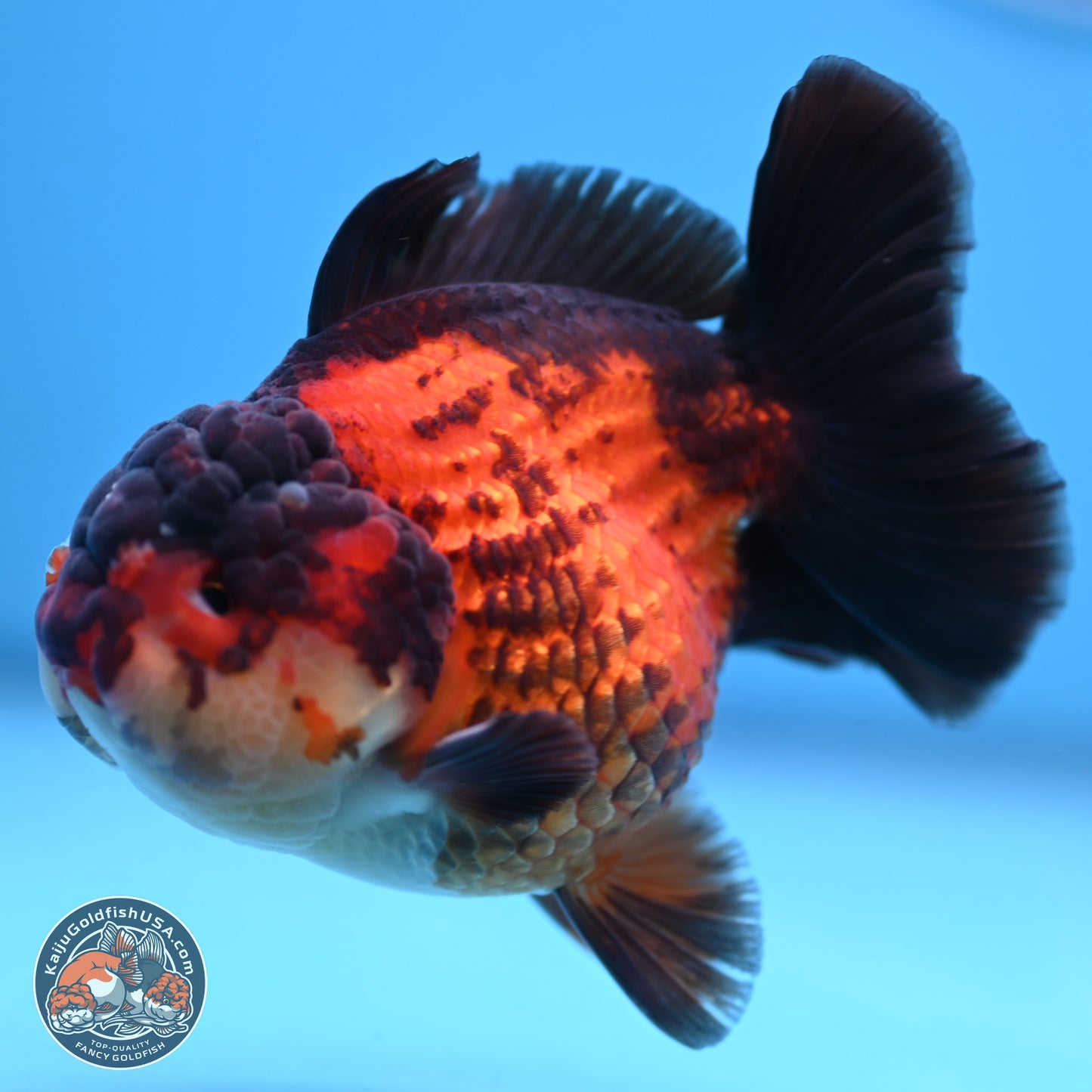 Apache YuanBao Oranda 3.25 inches Body - Male (250103_OR09) - Kaiju Goldfish USA