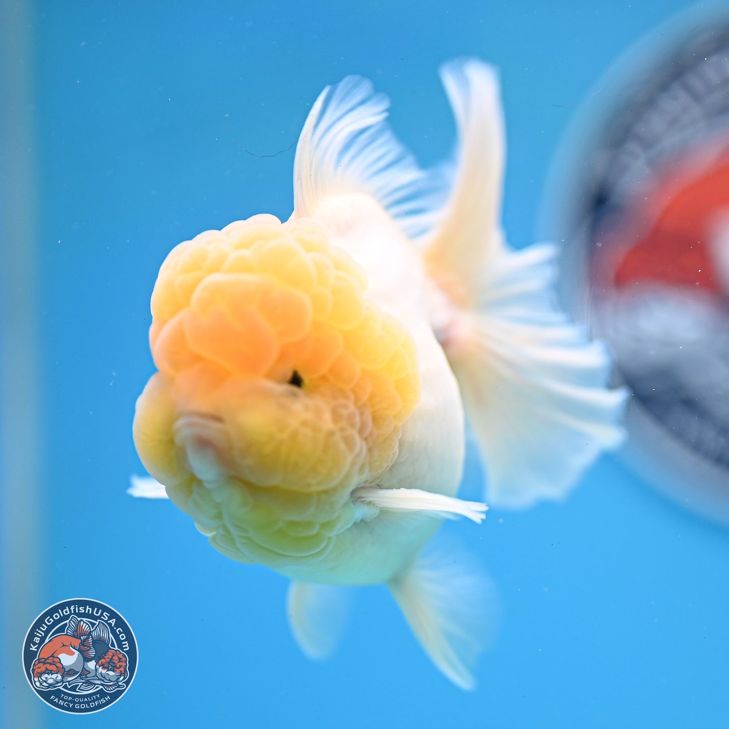 Lemon Head Sakura Rose Tail Oranda 3.5 inches Body - Male (250214_OR09)