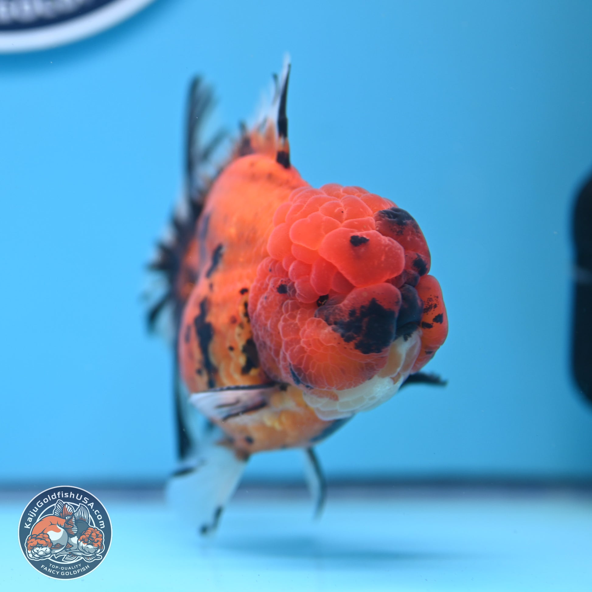 A Grade Shogun Tiger Rose Tail Oranda 4-4.5 inches (240906_OR09) - Kaiju Goldfish USA