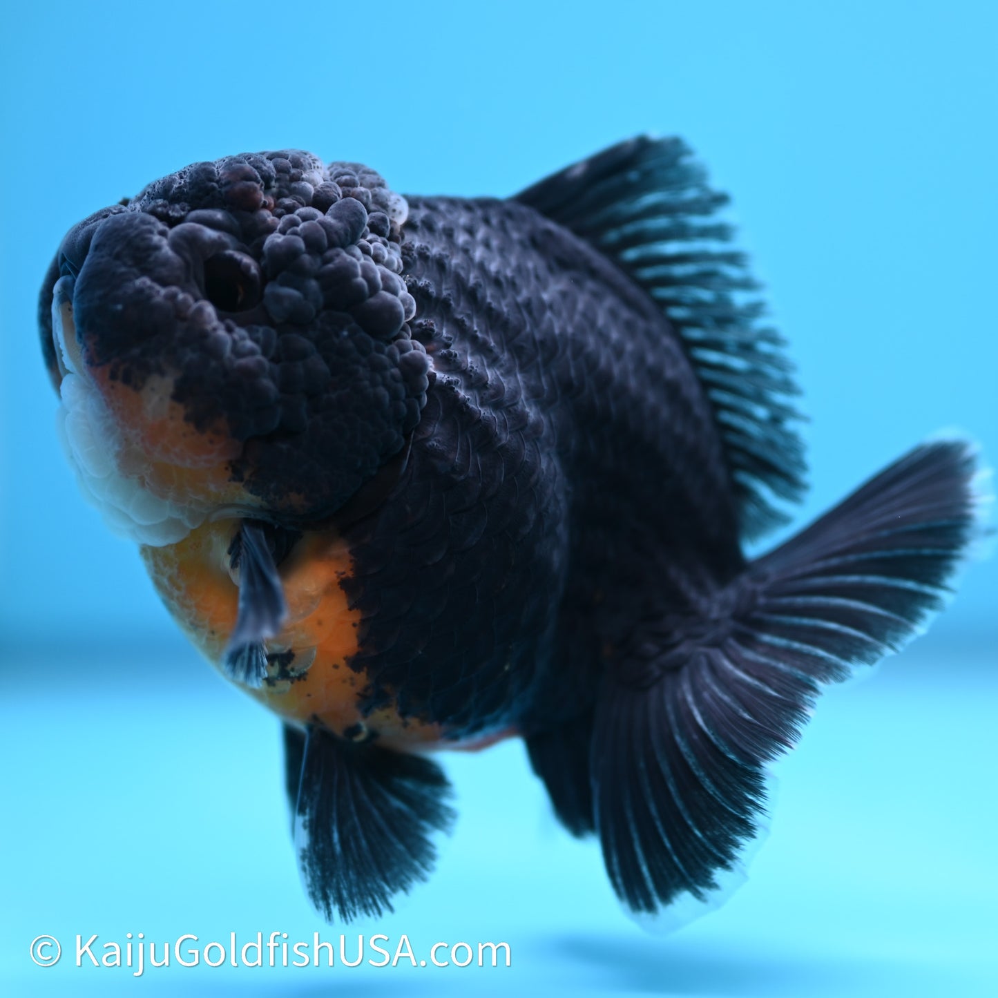 Shogun Godzilla Kirin Oranda 3.75in Body (240614_OR09) - Kaiju Goldfish USA