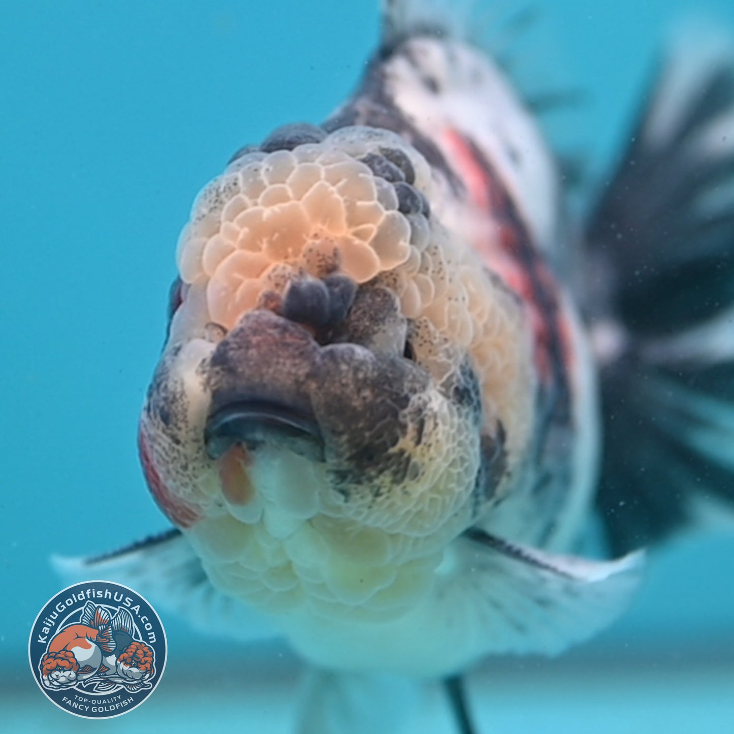 Tricolor Rose Tail Oranda 4 inch Body (251003_OR09)