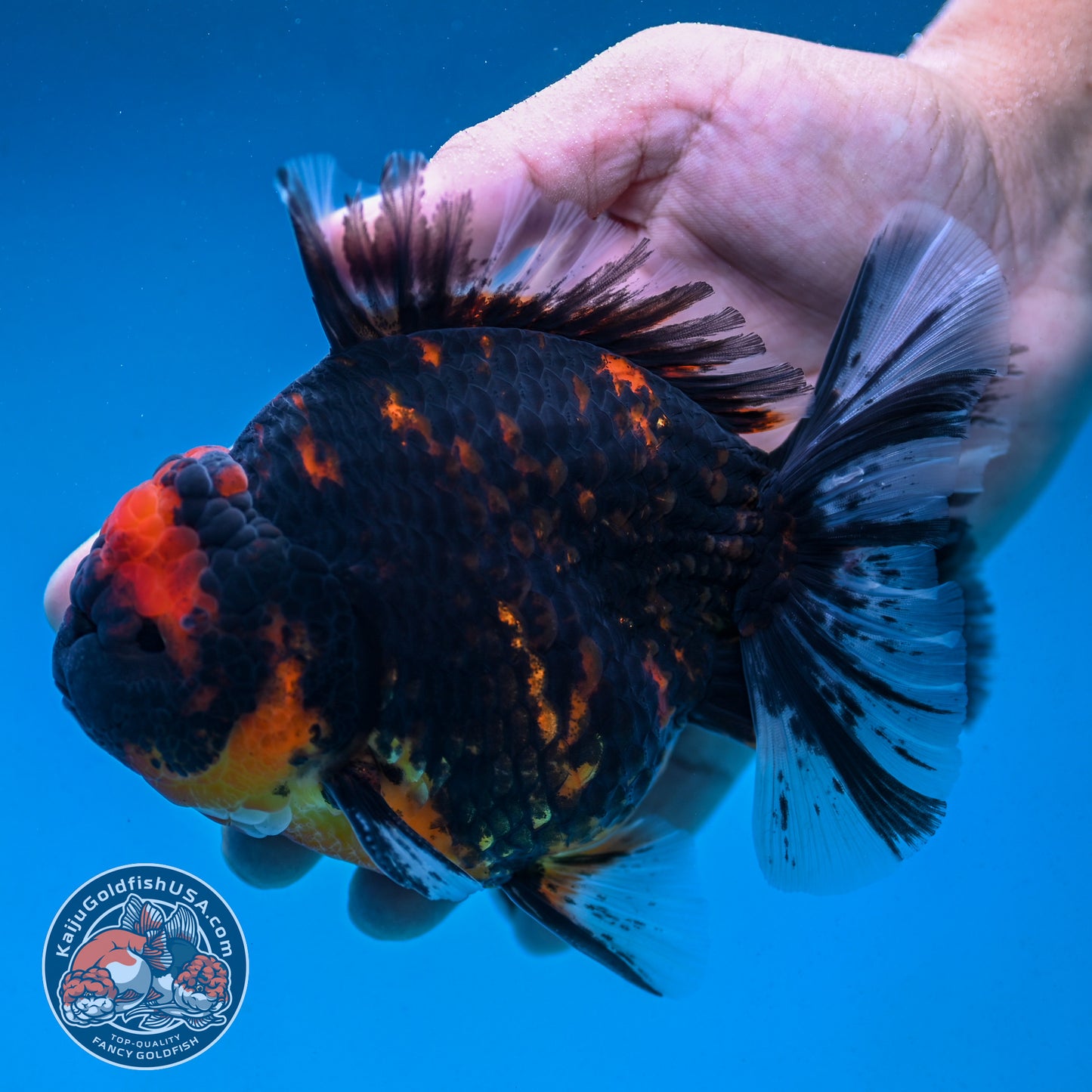 Heavy Ink Tiger Oranda 4.5 inch Body (250912_OR09)