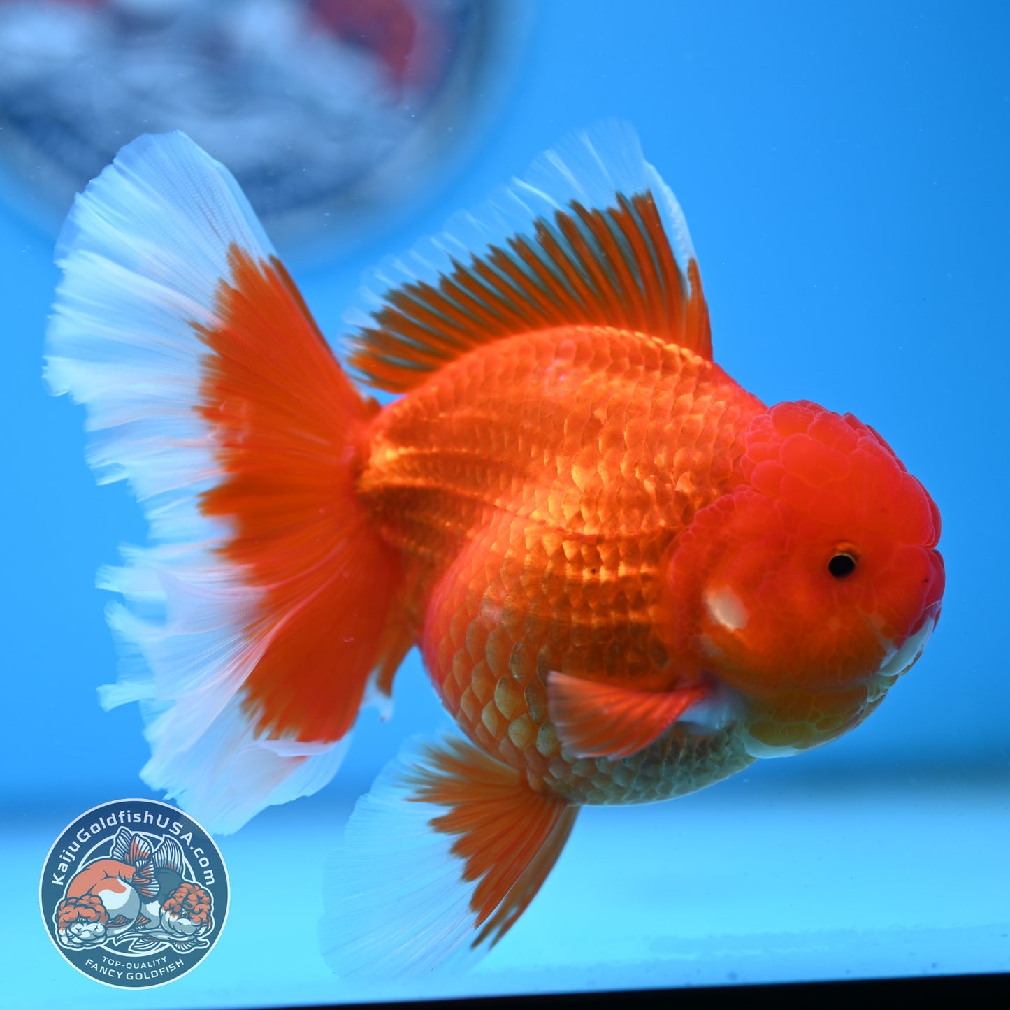 Red White Rose Tail Oranda 3.75 inches Body (250509_OR09)