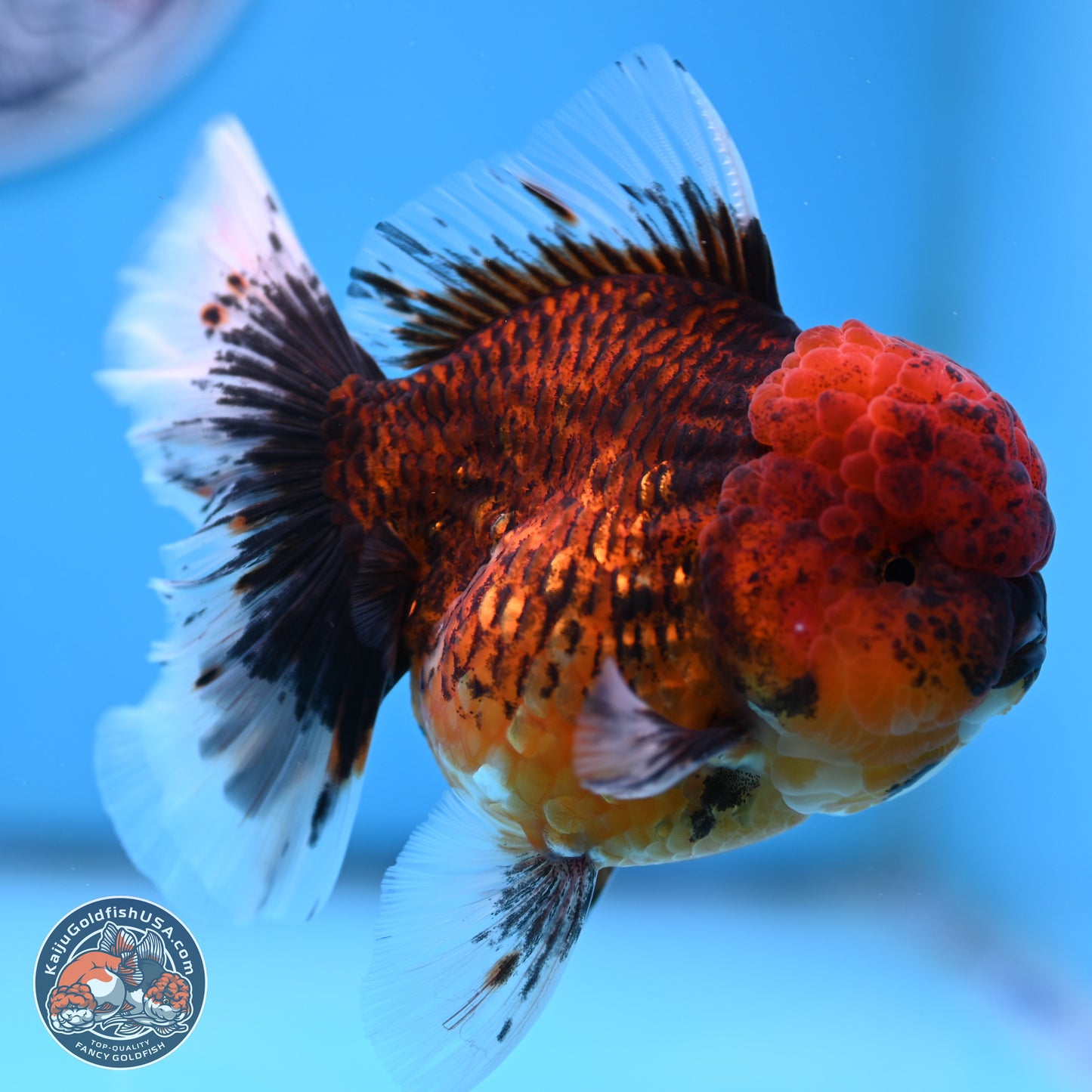 Red Kirin Rose Tail Oranda 3.75 inches Body - Female (250314_OR09)