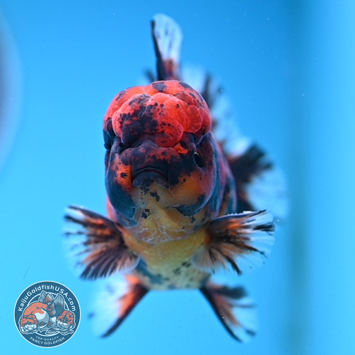 Shogun Tiger Oranda 4 inches Body - Male (250418_OR09)