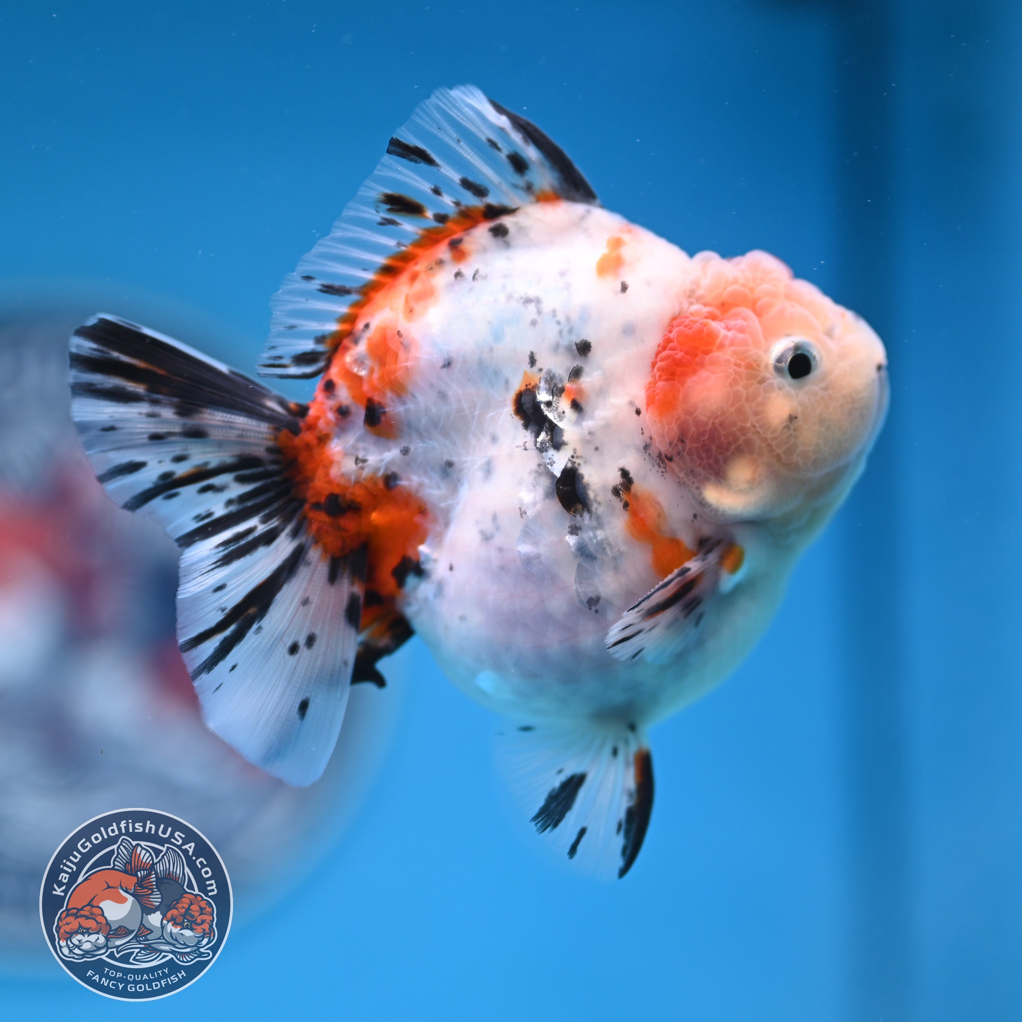 最終大幅お値下げ❗️古伊万里水指龍柄メダカ飼いにも　観葉植物　ヴィンテージ 楽天市場】龍馬【水槽 金魚鉢 大小二点セット】メダカ ブーム